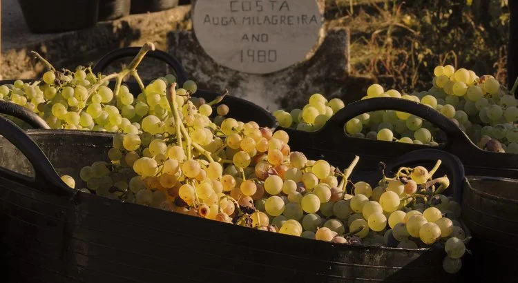 grapes.jpg