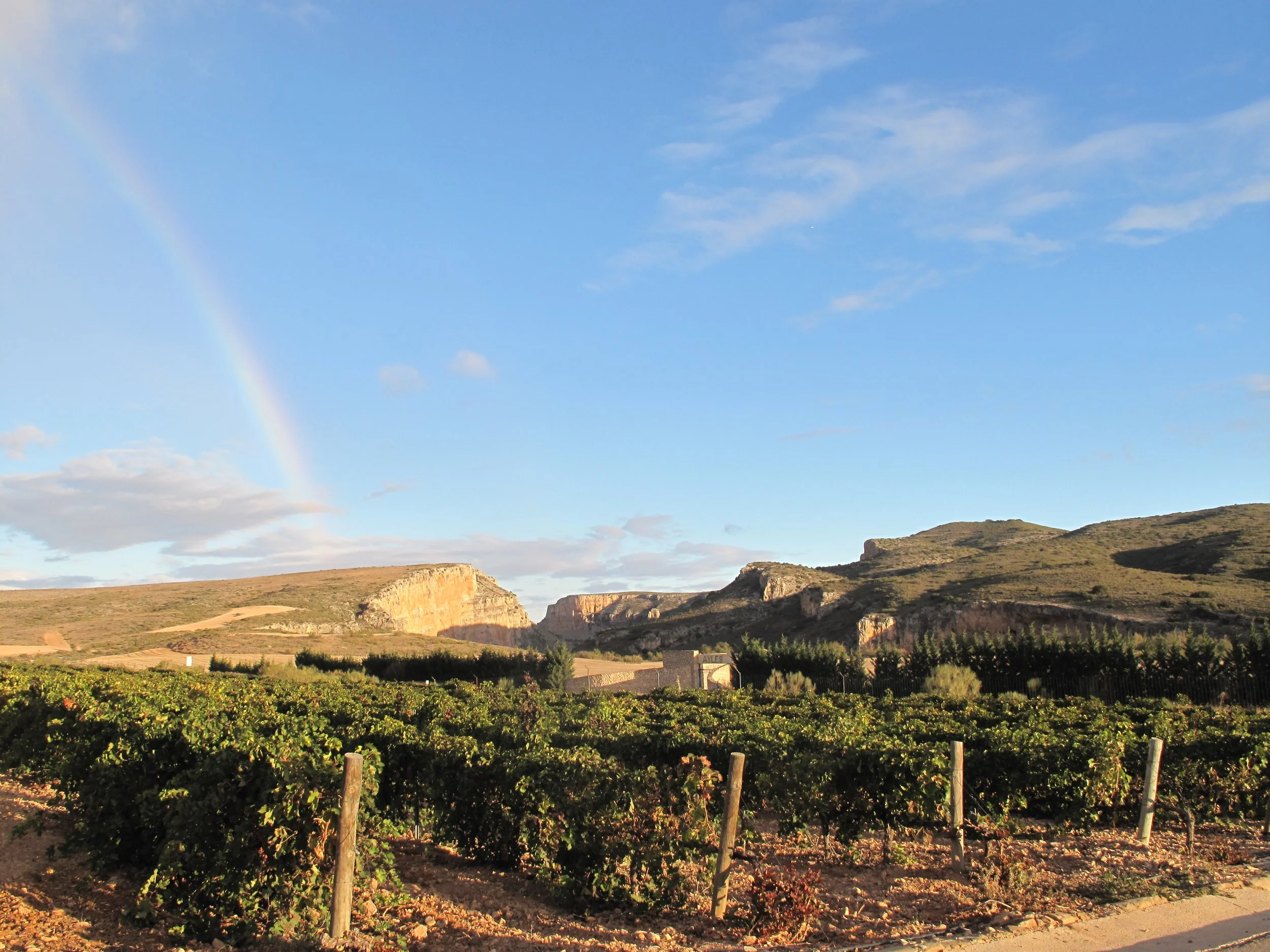 Vineyard in Summer.jpg