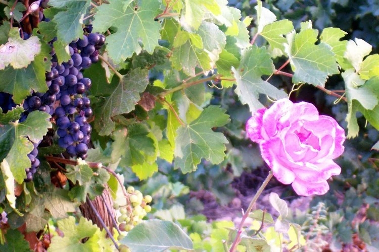 Grapes+and+Roses.jpeg