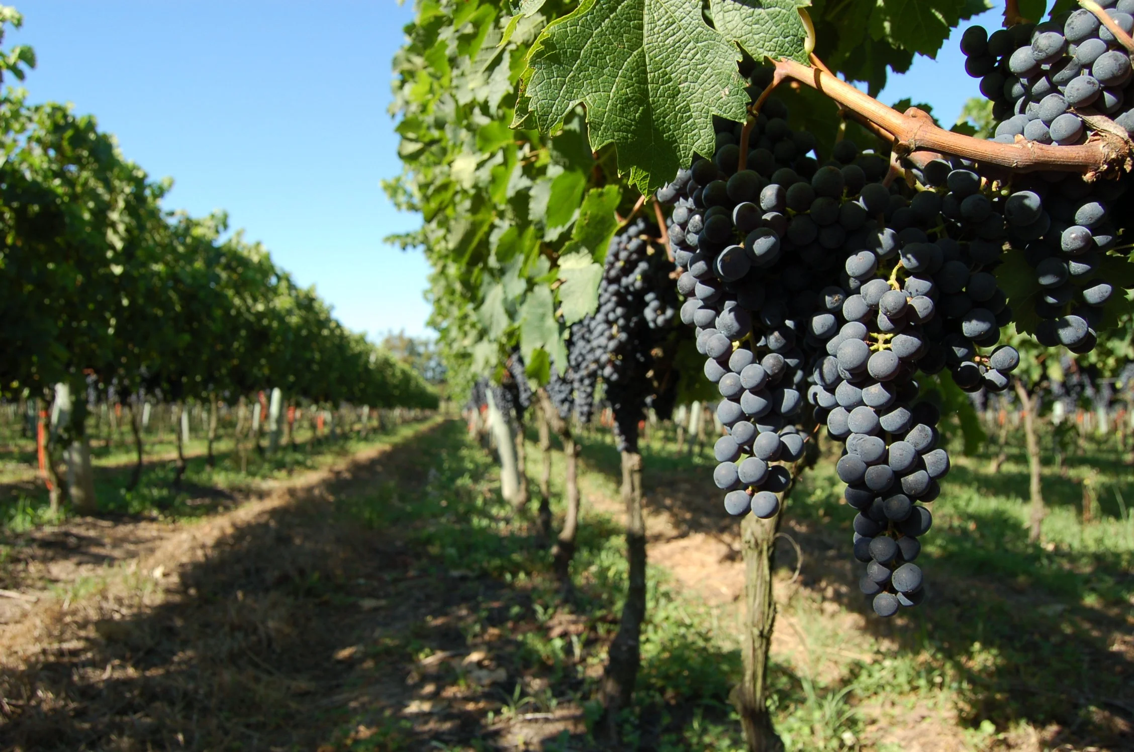 Tannat Vineyard.JPG