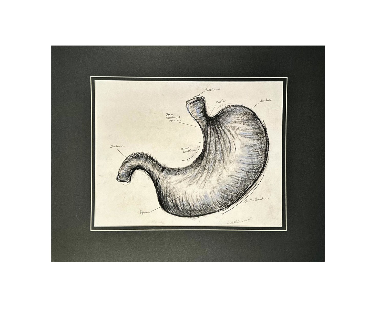 Stomach Charcoal Study.jpg