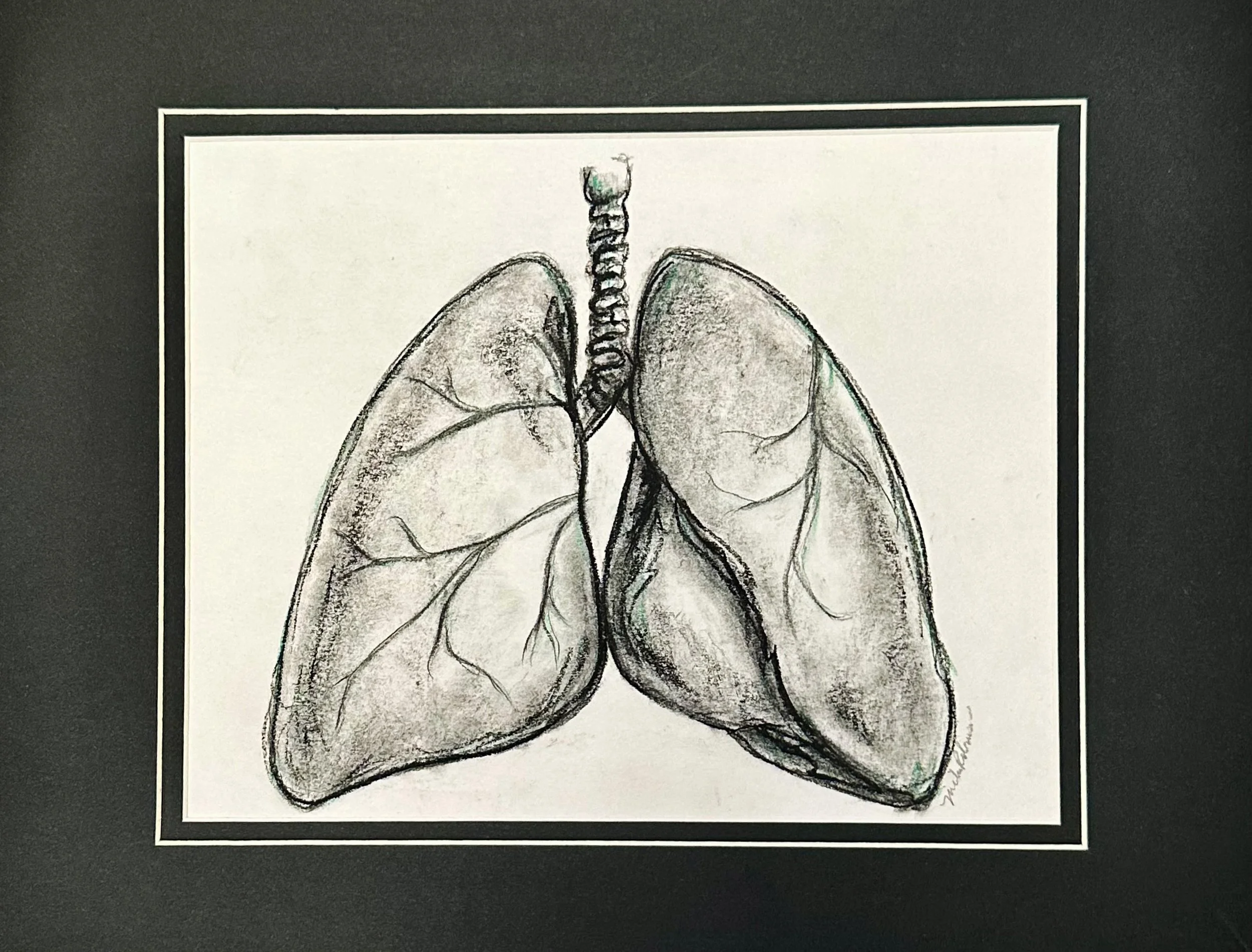 Lungs Study.jpg