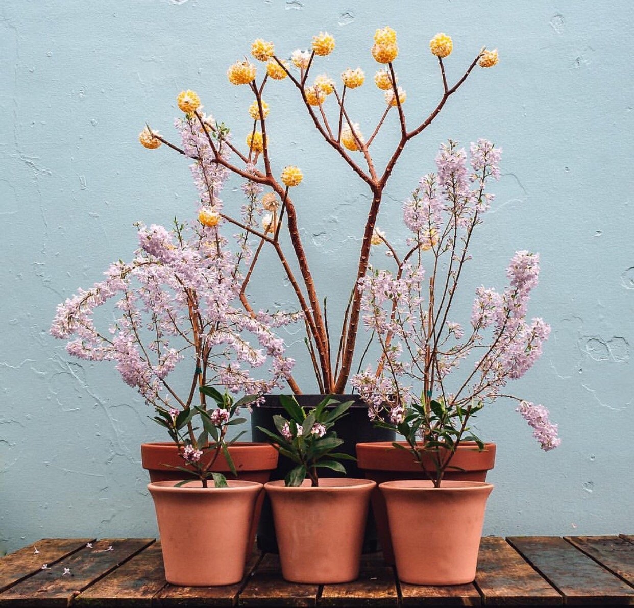 Center Piece of Potted Plants