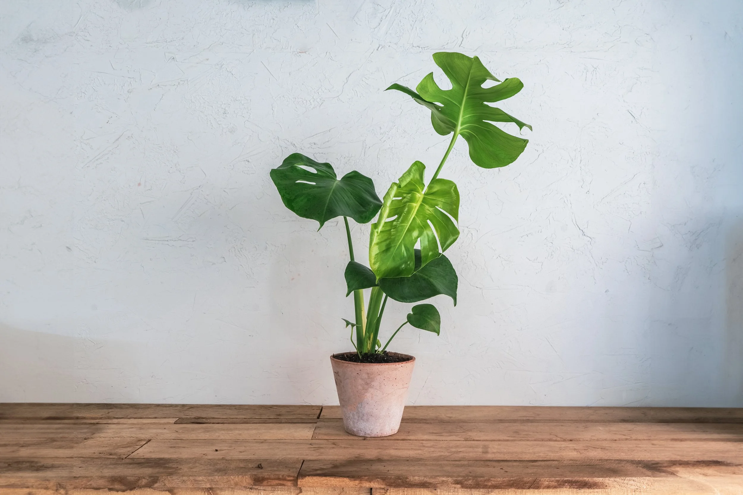 monstera  Wilson Plant Co
