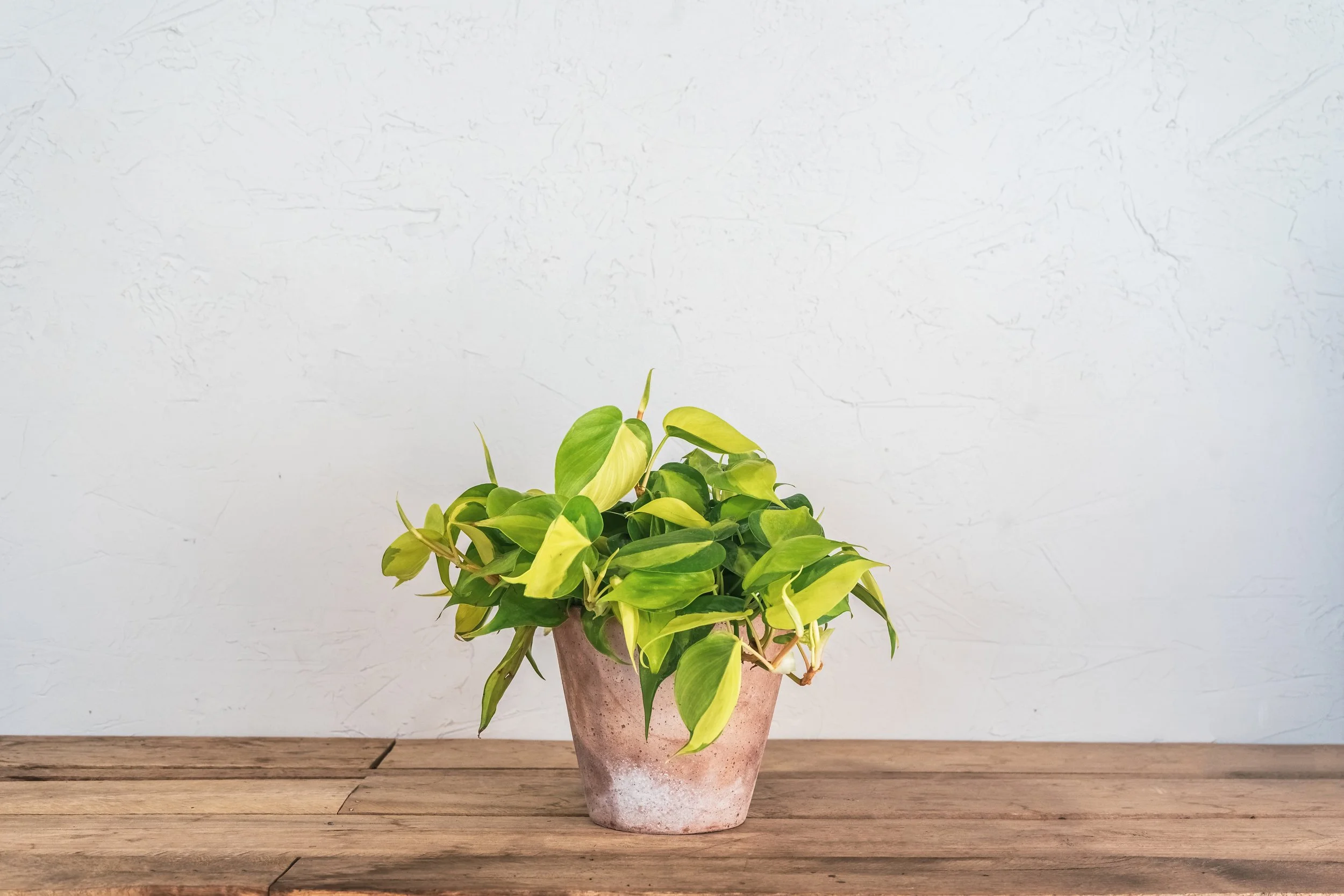 philodendron pierrelianum Philodendron aff. pierrelianum – Equatorial Ecosystems main image 1