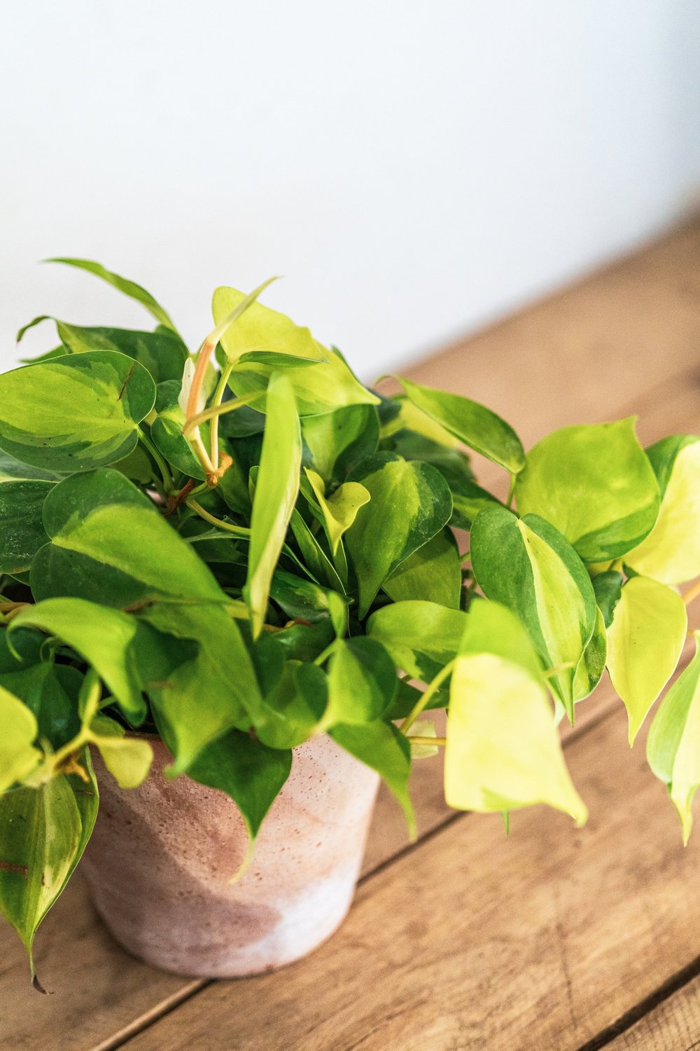 Philodendron Cordatum Brasil - Colorful Foliage Air-purifying Plant 6" Pot / Terra Cotta Eco Pot by Succulents Box
