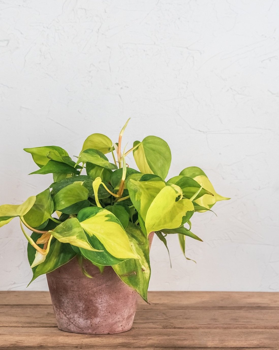 Philodendron+hederaceum+Brasil+-+Philodendron+Brasil+-+3.jpg