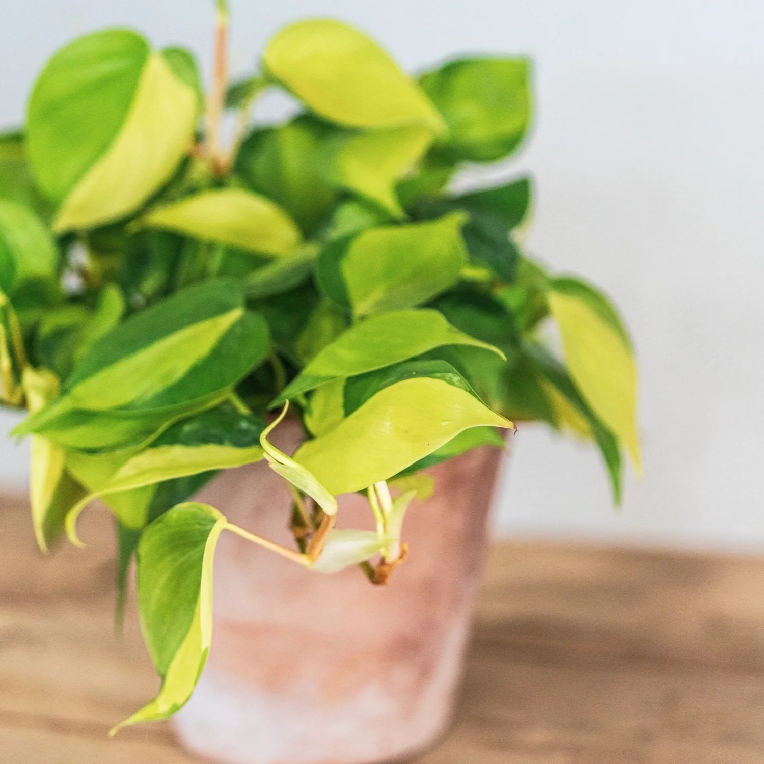Philodendron Cordatum Brasil - Colorful Foliage Air-purifying Plant 6" Pot / Terra Cotta Eco Pot by Succulents Box