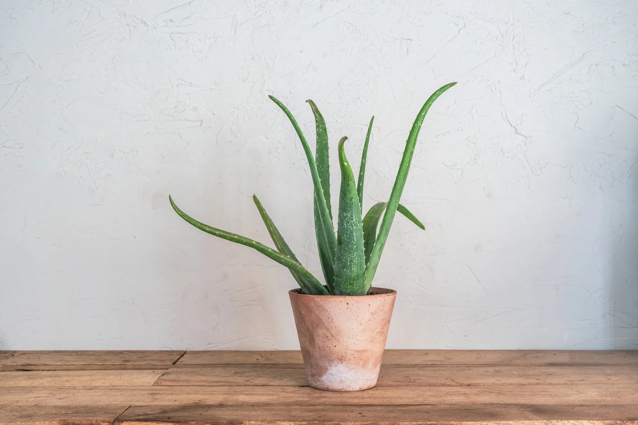 aloe vera