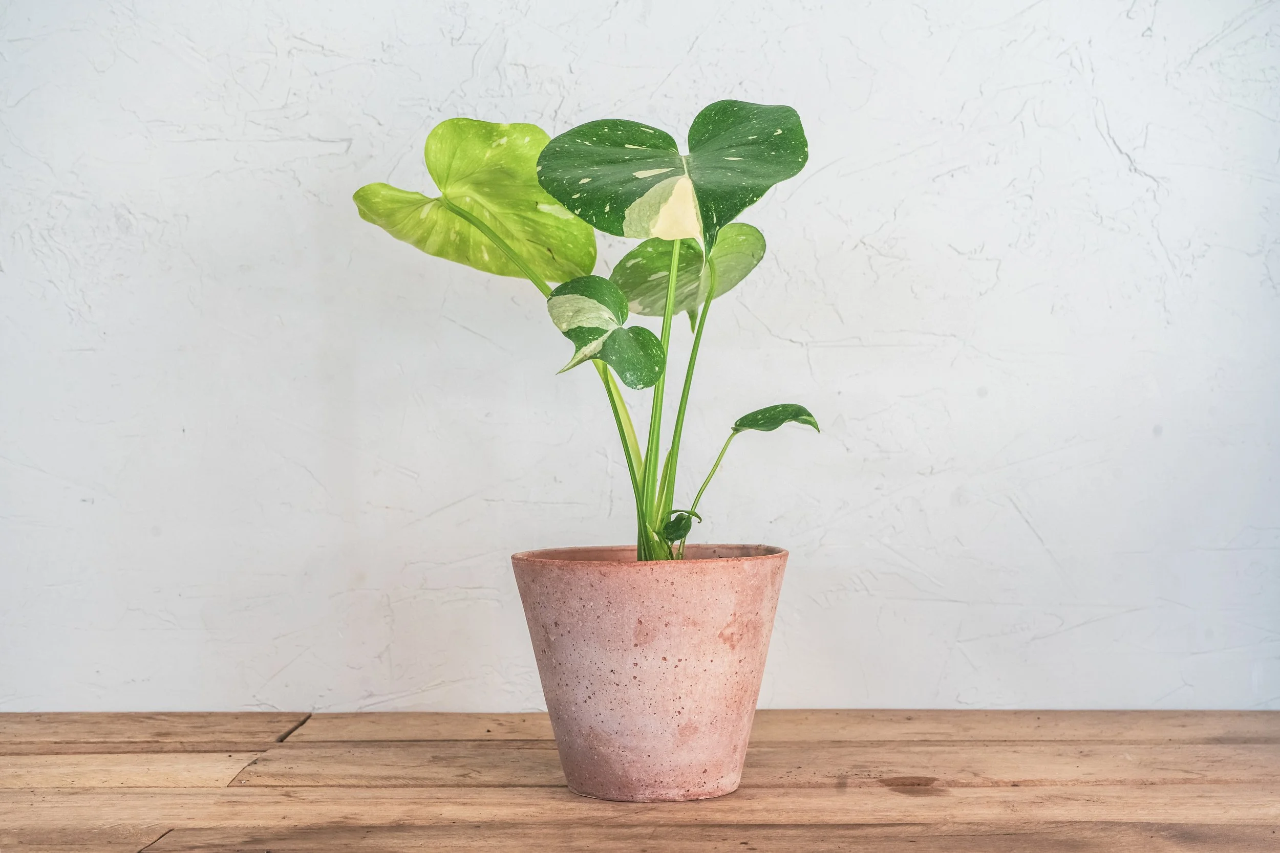 philodendron houseplant Large Philodendron Selloum 