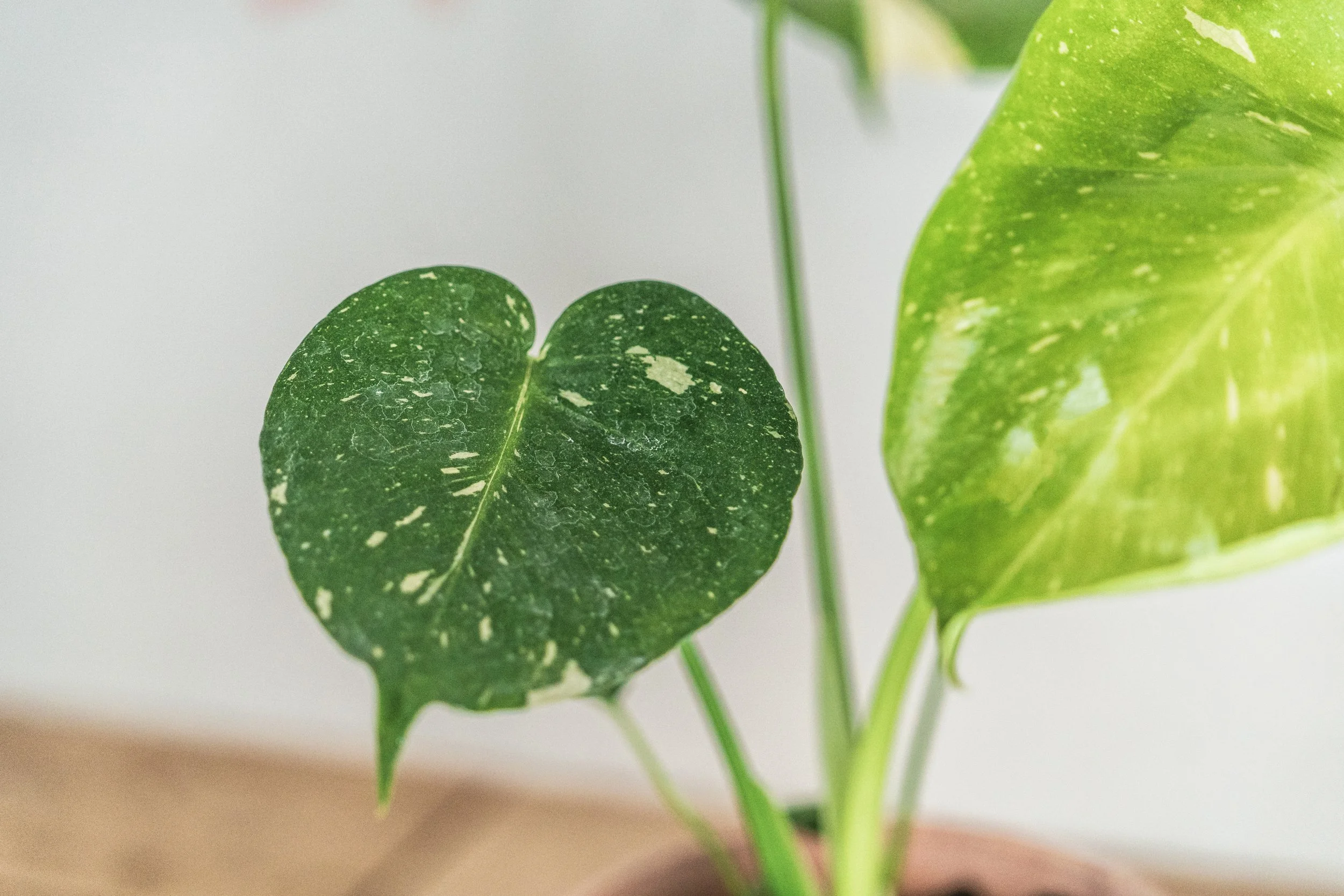 philodendron golden dragon Philodendron Golden Dragon – Leaf Stork main image 1