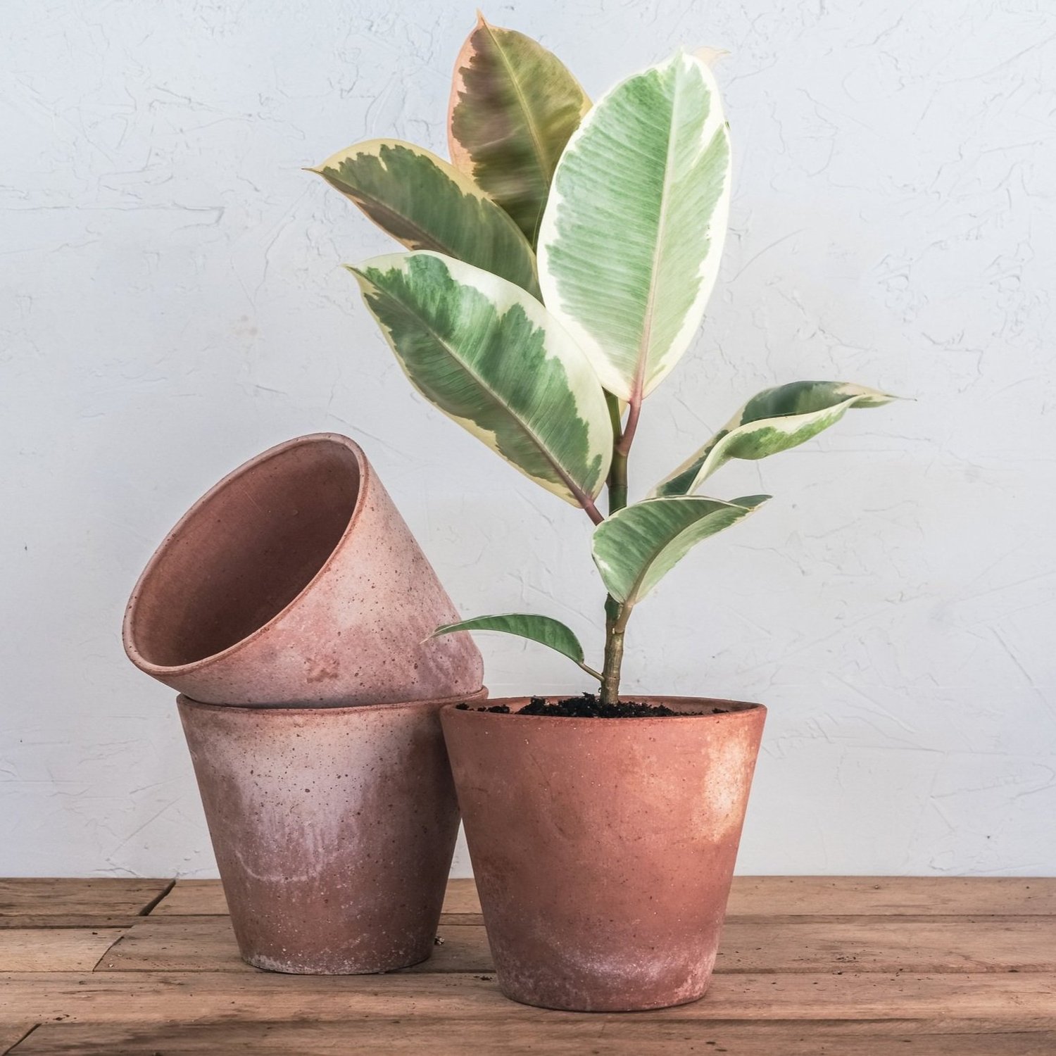 bergs potter - julie  Wilson Plant Co