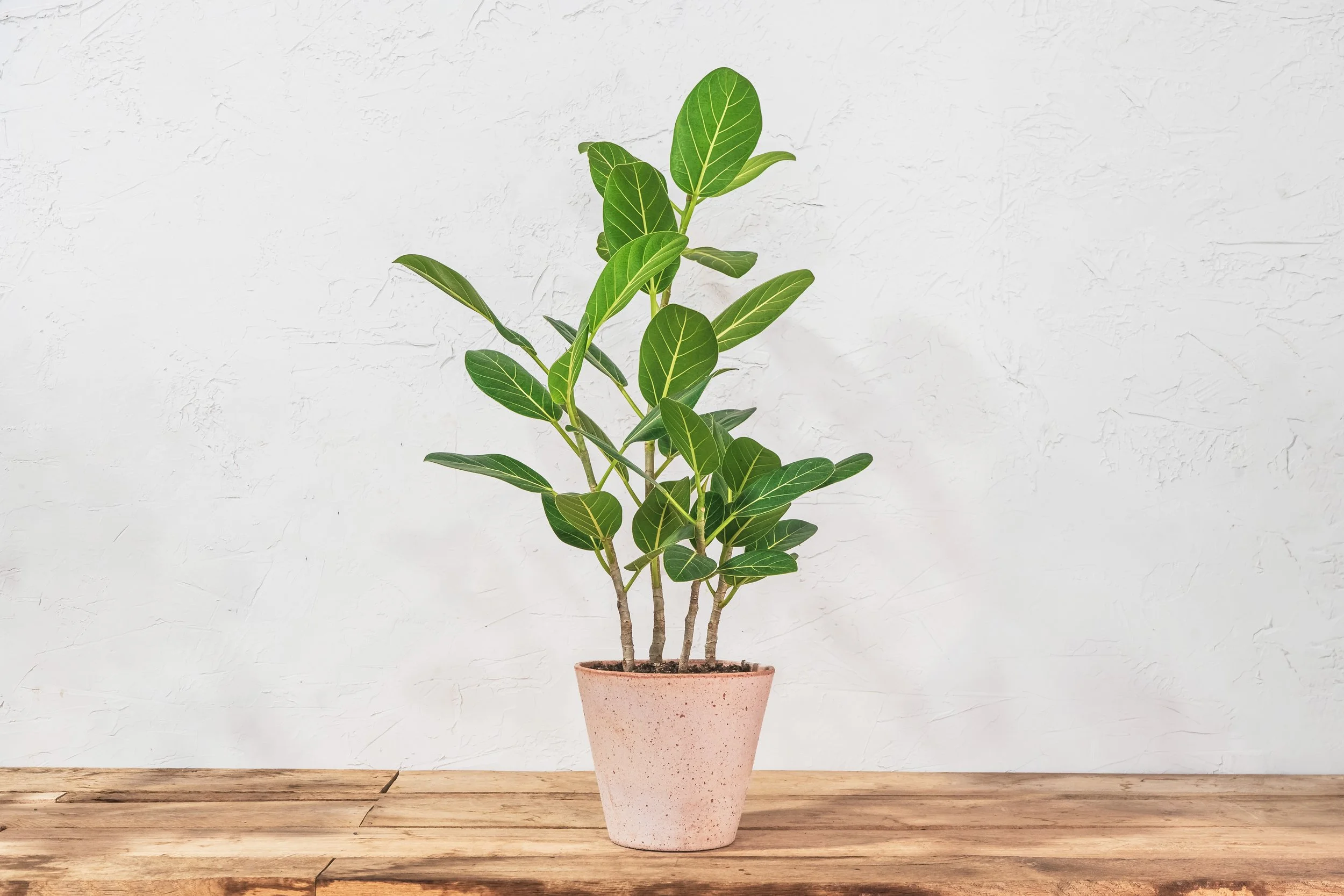 Ficus Audrey  Shop Online  Wilson Plant Co
