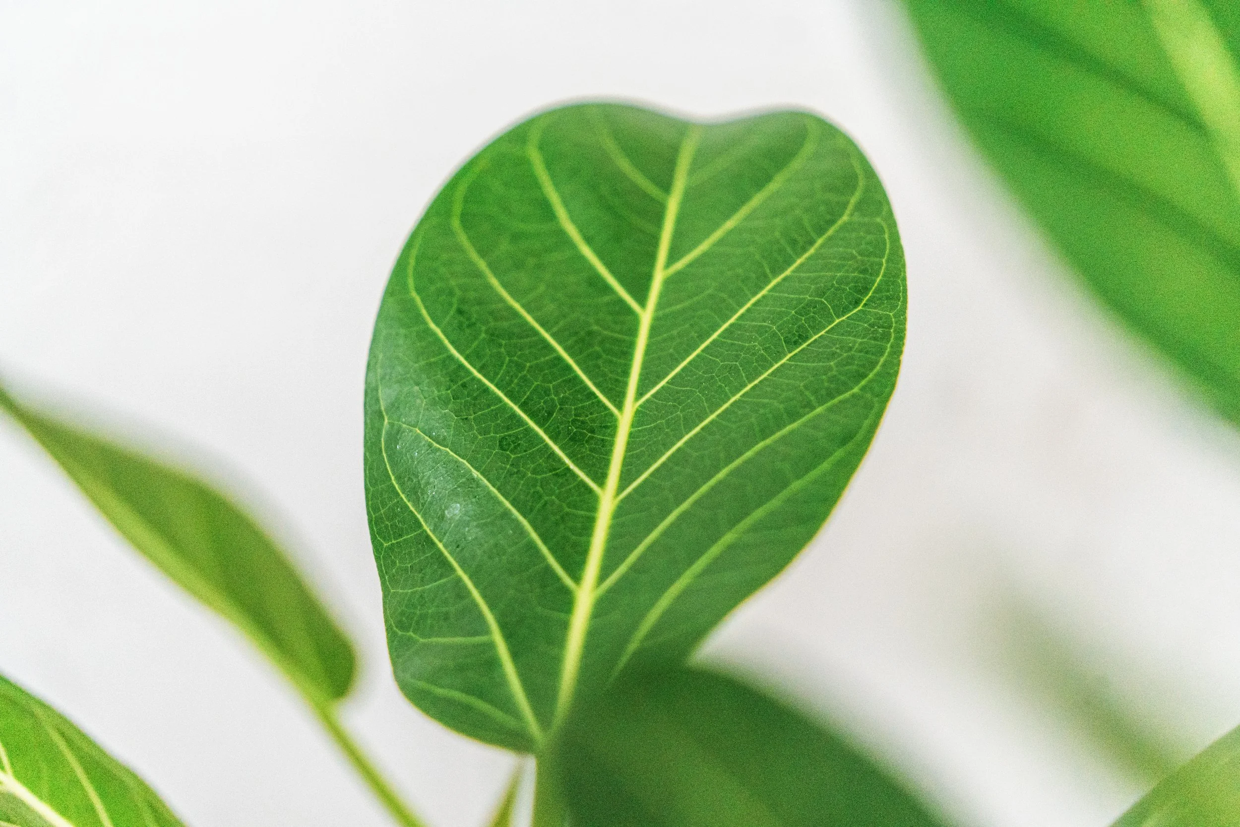 Ficus Audrey  Shop Online  Wilson Plant Co