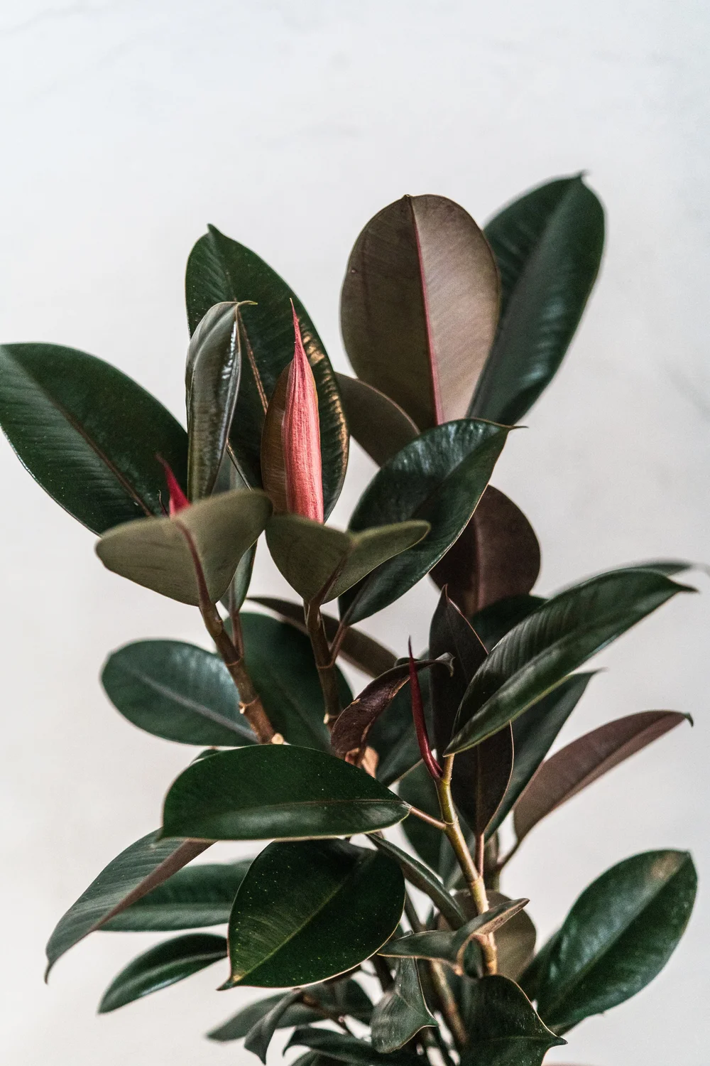 Rubber Tree Burgundy  Wilson Plant Co