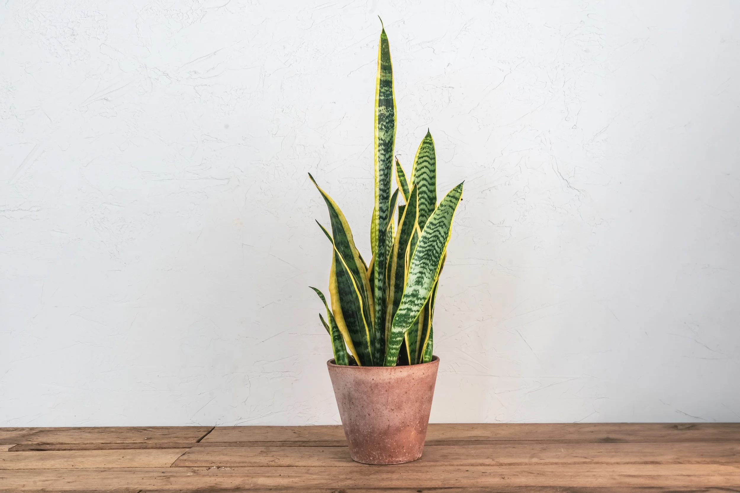 sansevieria shop Sansevieria trifasciata 'Moonshine' main image 0