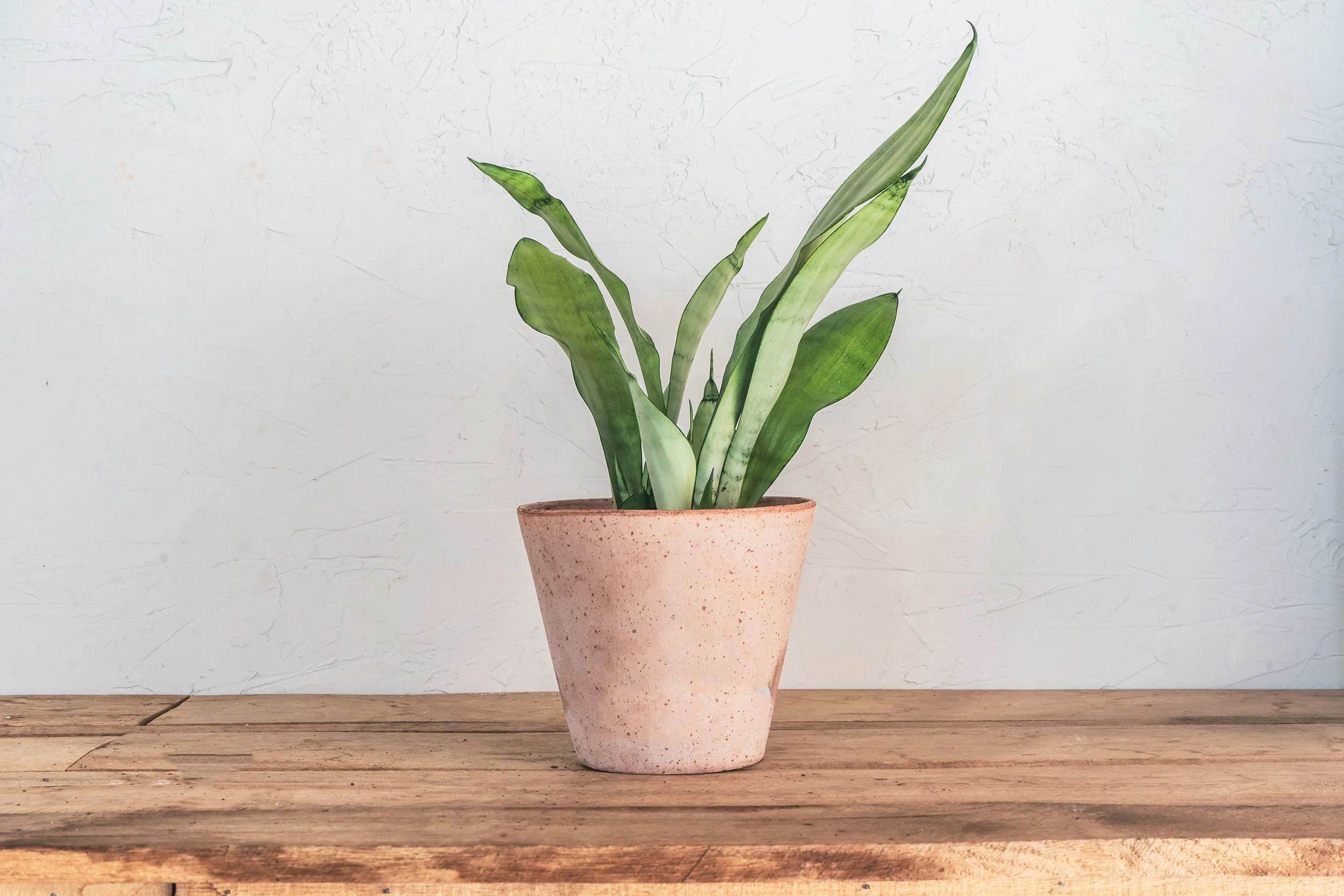 Snake Plant Moonshine  Wilson Plant Co