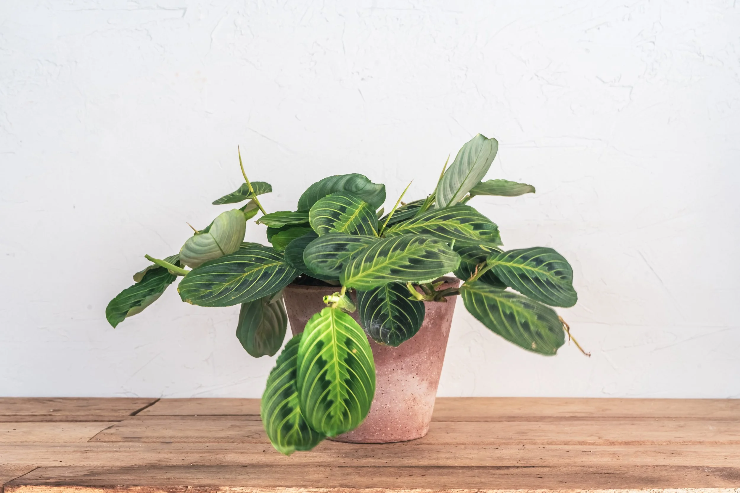 moonshine sansevieria Moonshine Snake Plant