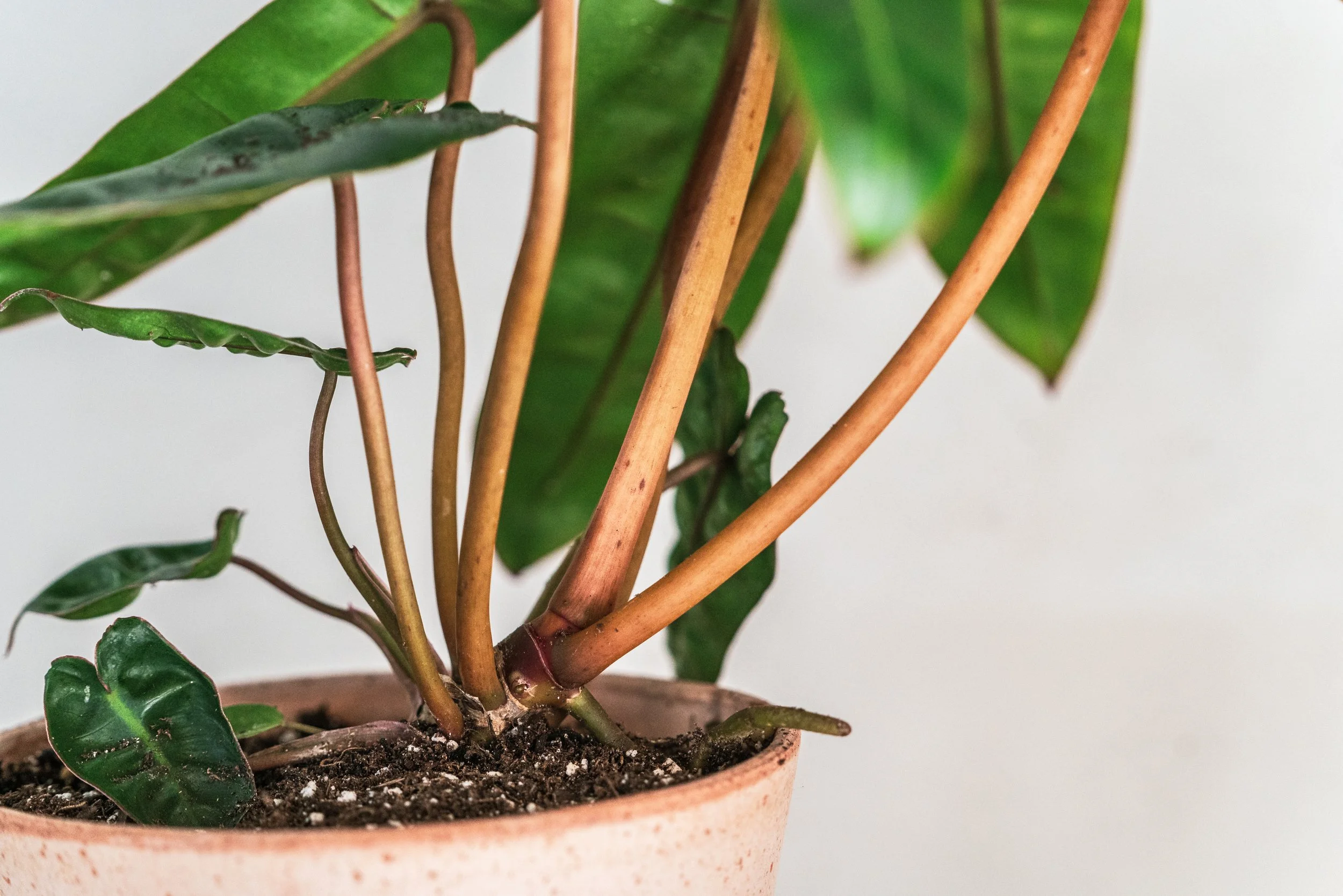 Philodendron Billie  Shop Online  Wilson Plant Co