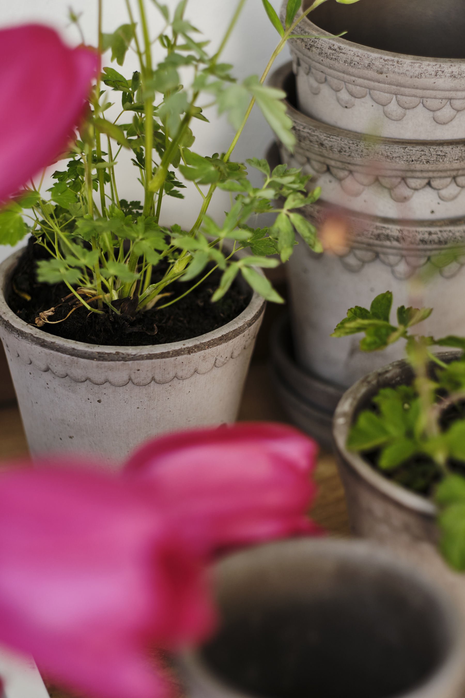 BERGS-POTTER_-LR-JHDH-018-_DSF0489_HELENA_KENHAVNER_SPRING-VIBES_RAW_NOGR_JHDH.jpg