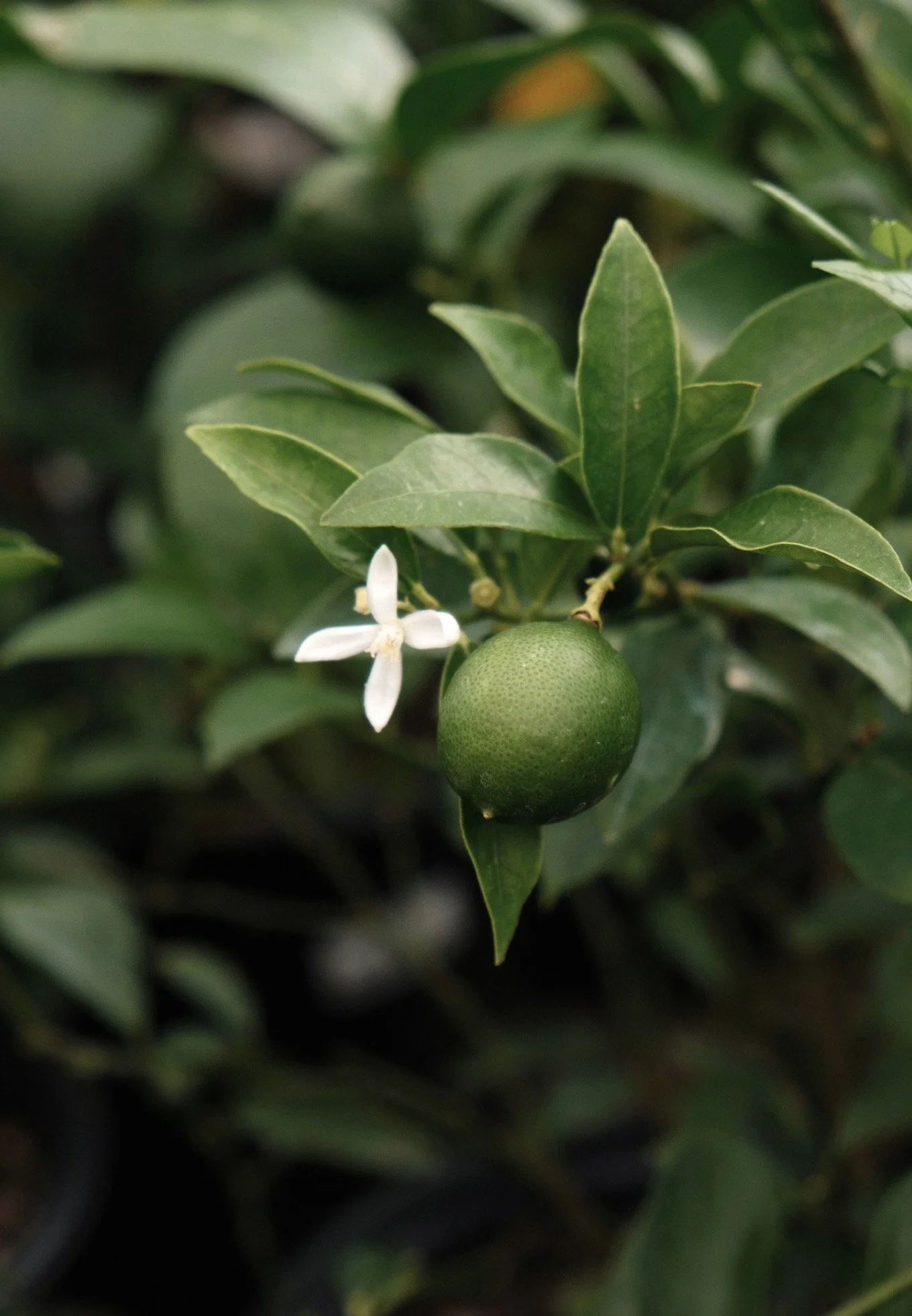 you can grow citrus