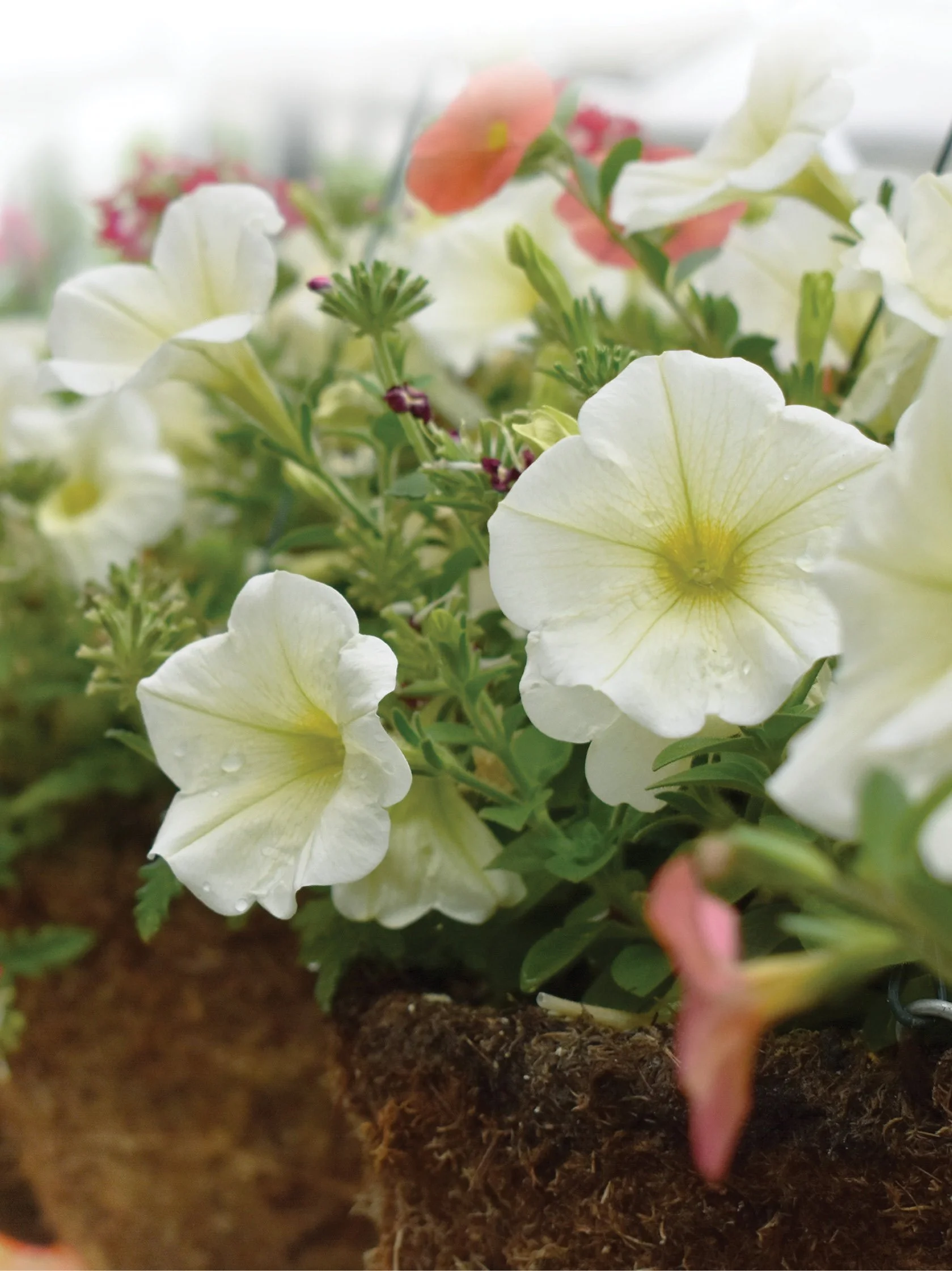 hanging basket diy  |  mar 21  |  frankfort