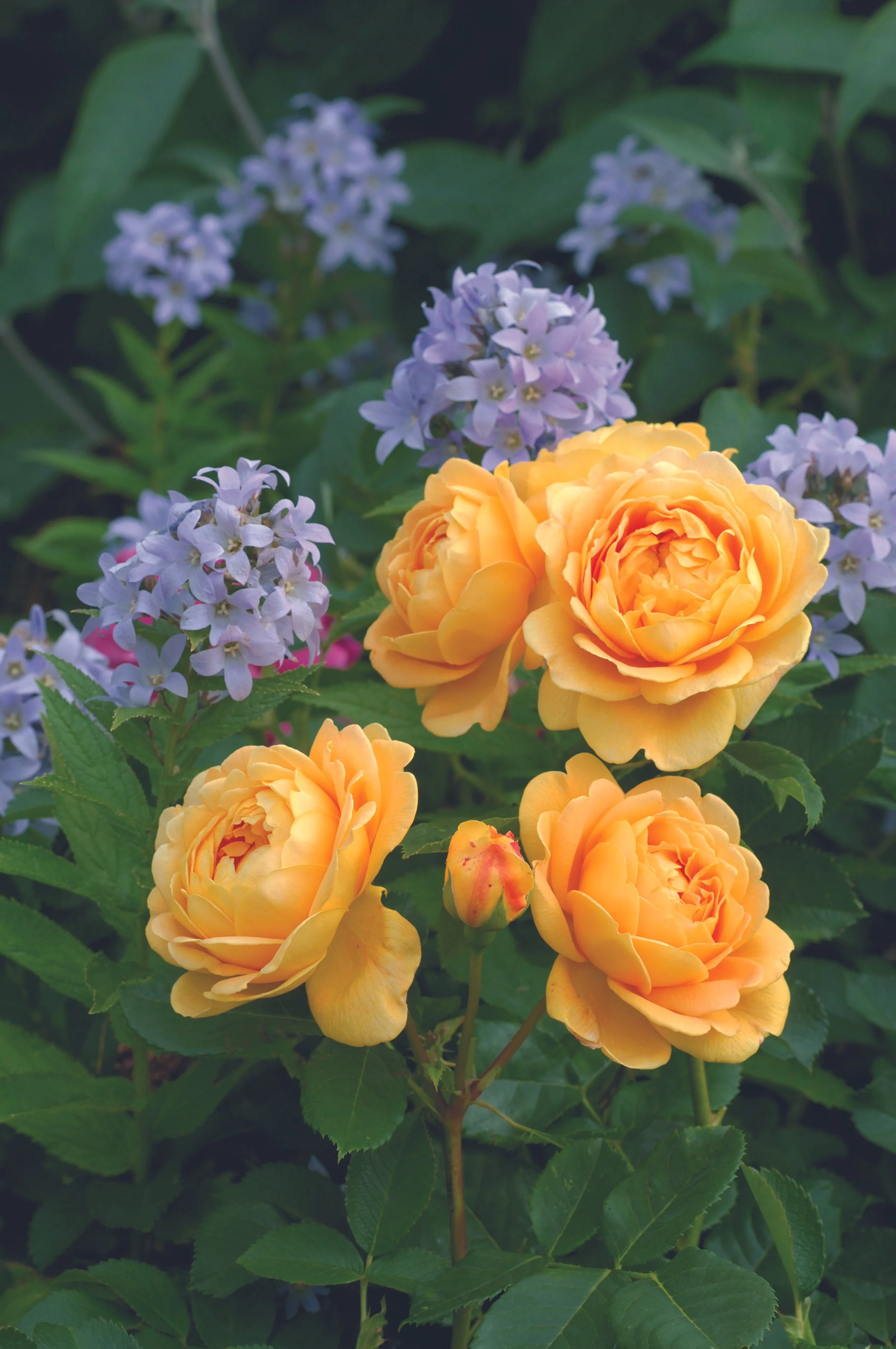Golden Celebration (Ausgold) with Campanula Lactiflora.jpg