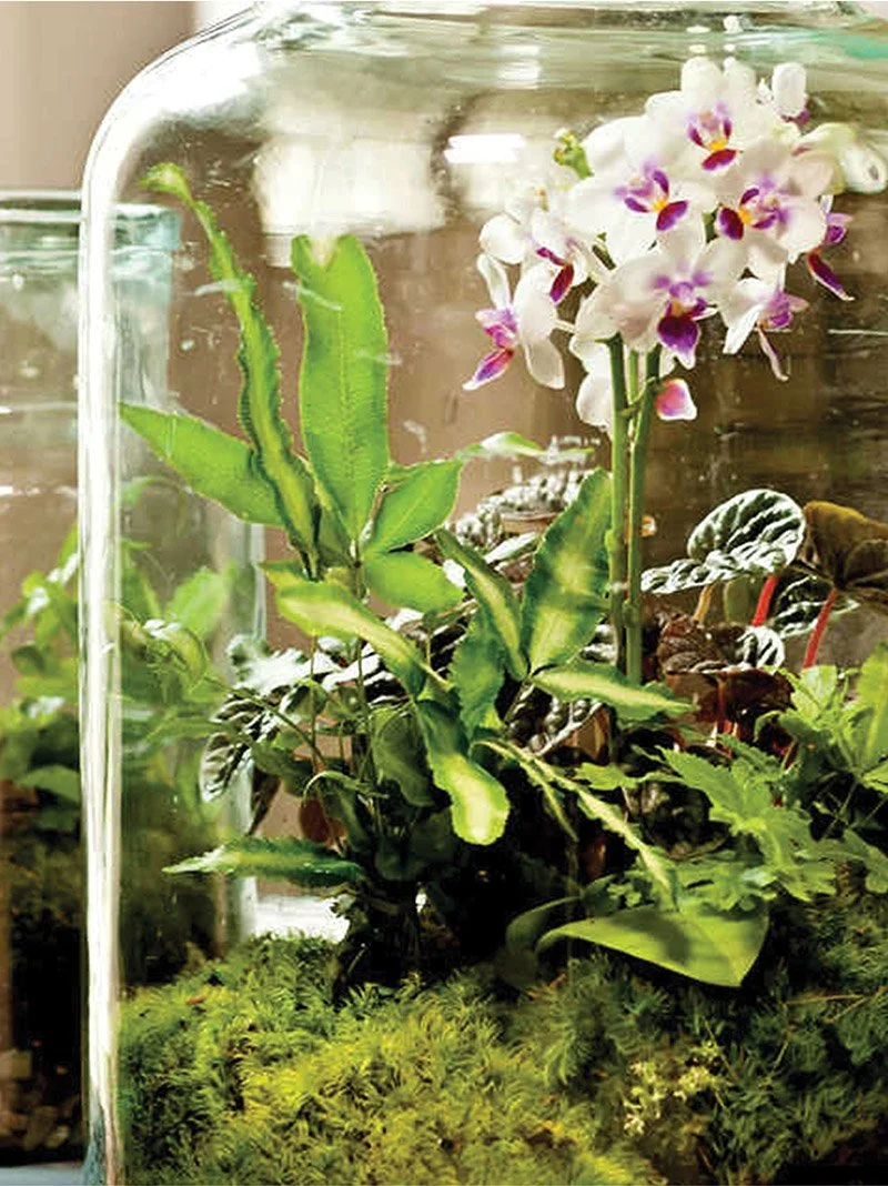 2.14 valentine dinner terrarium wksp web image.jpg