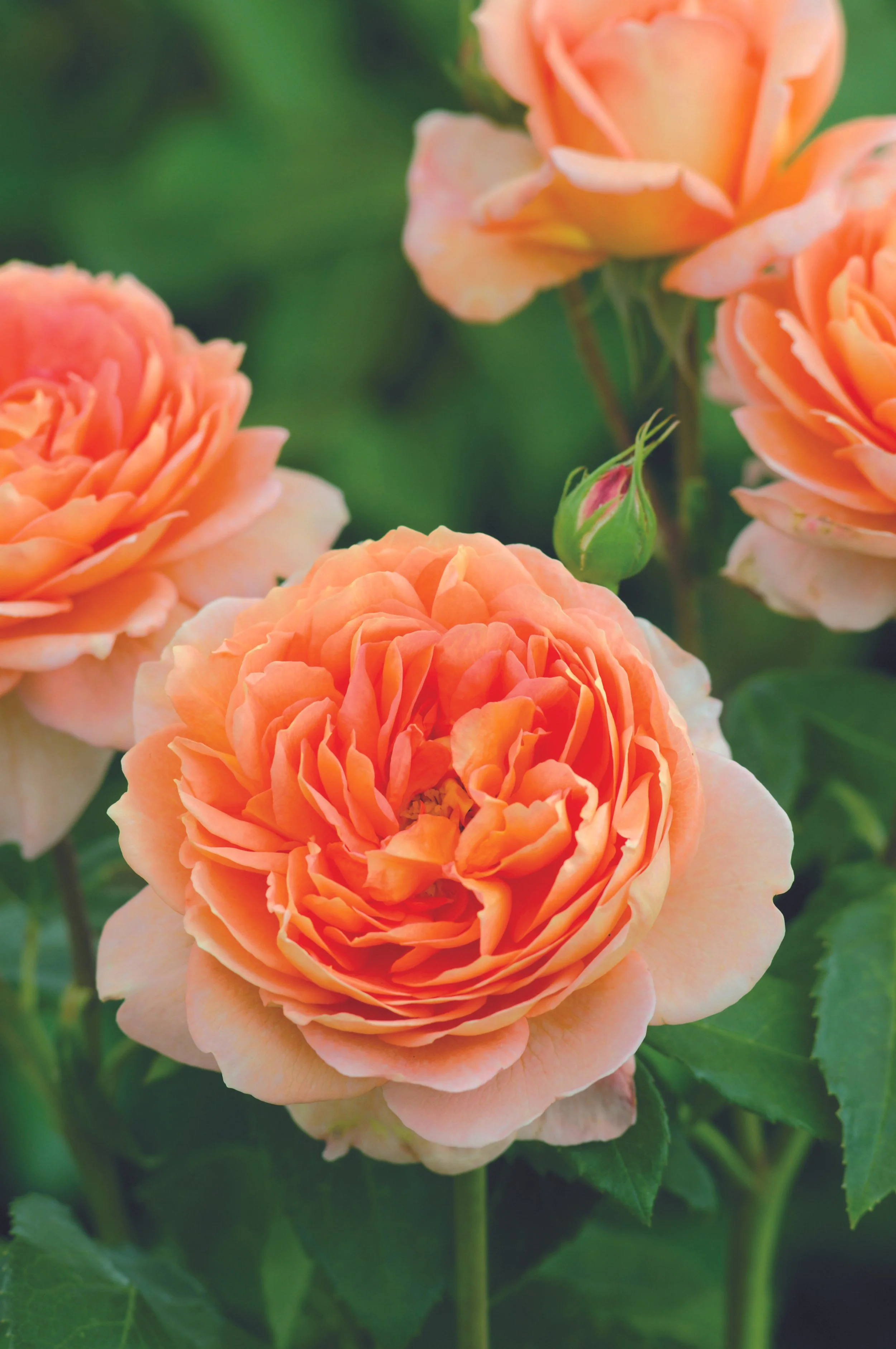 David Austin Rose - 'Carding Mill' [Pre-Order]