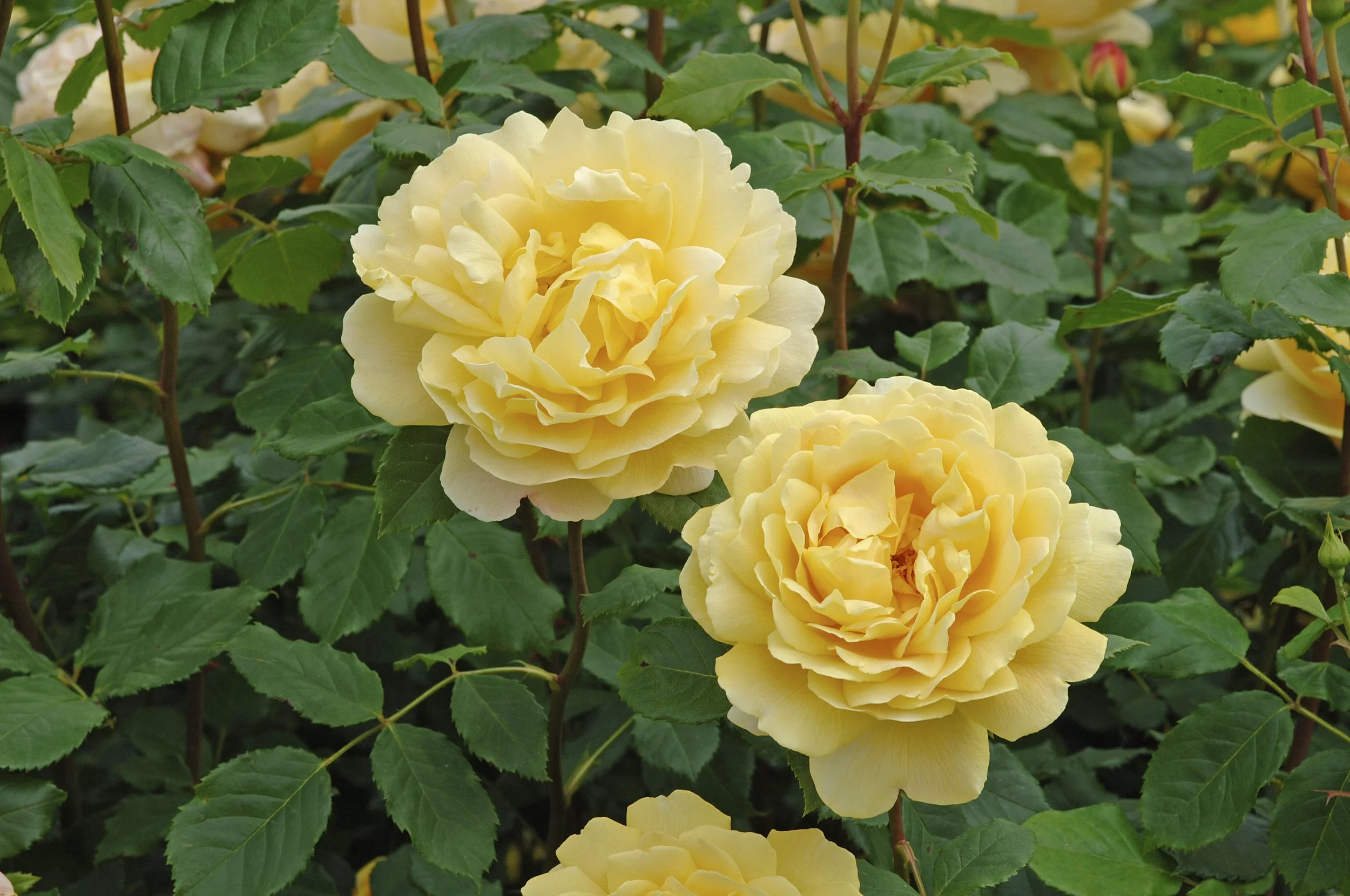 David Austin Rose - 'Golden Celebration' [Pre-Order]