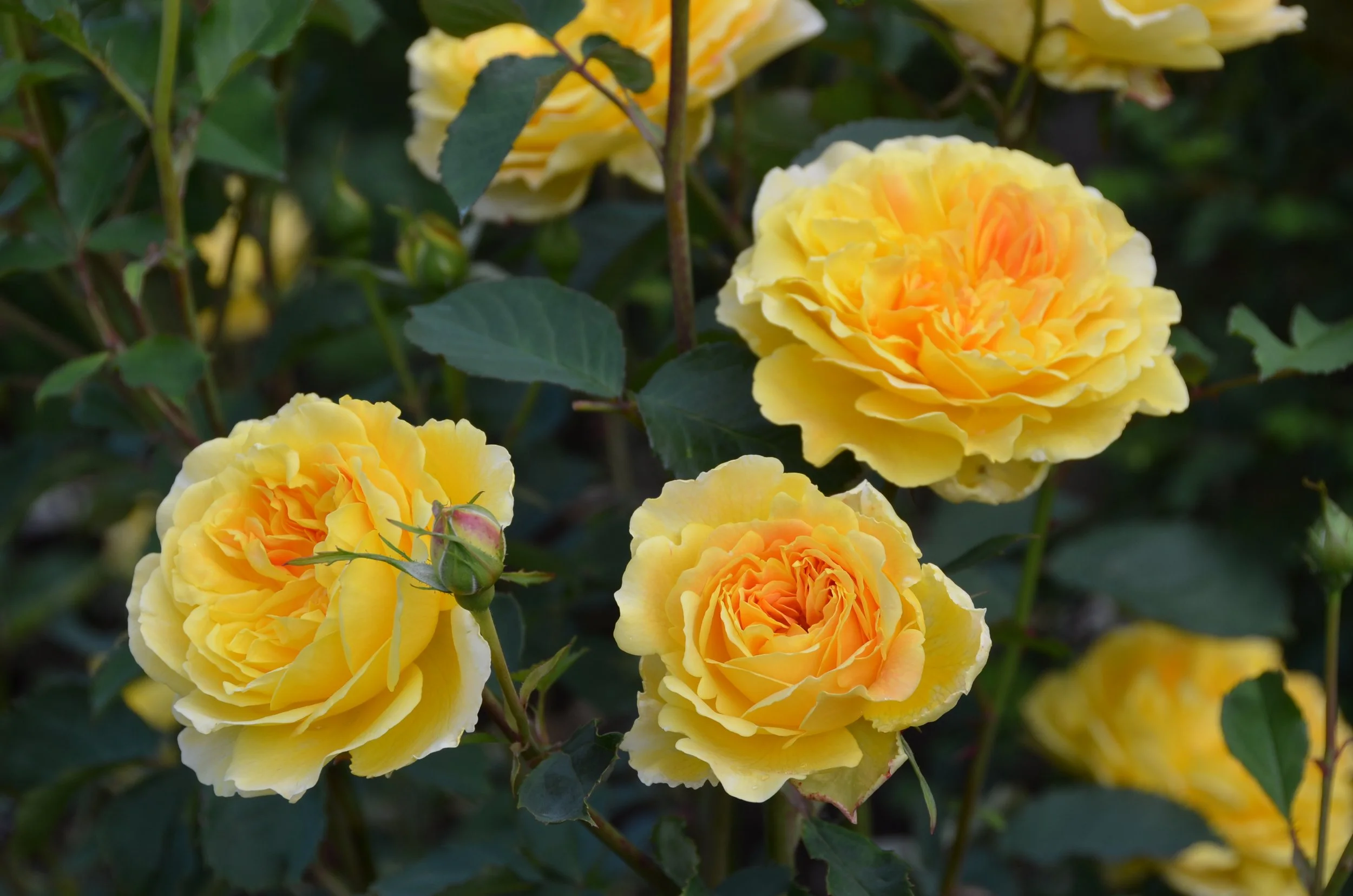 David Austin Rose - 'Molineux' [Pre-Order]