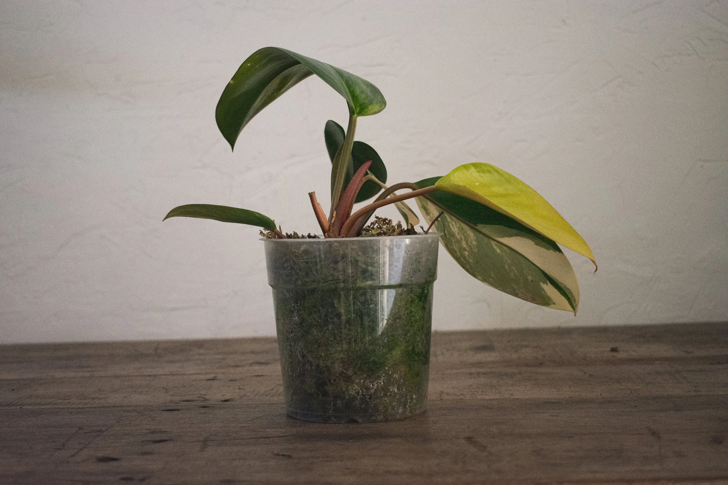 orange philodendron Philodendron Prince of Orange: Vibrant Sunset Feel for Your Home  Bloombox  Club