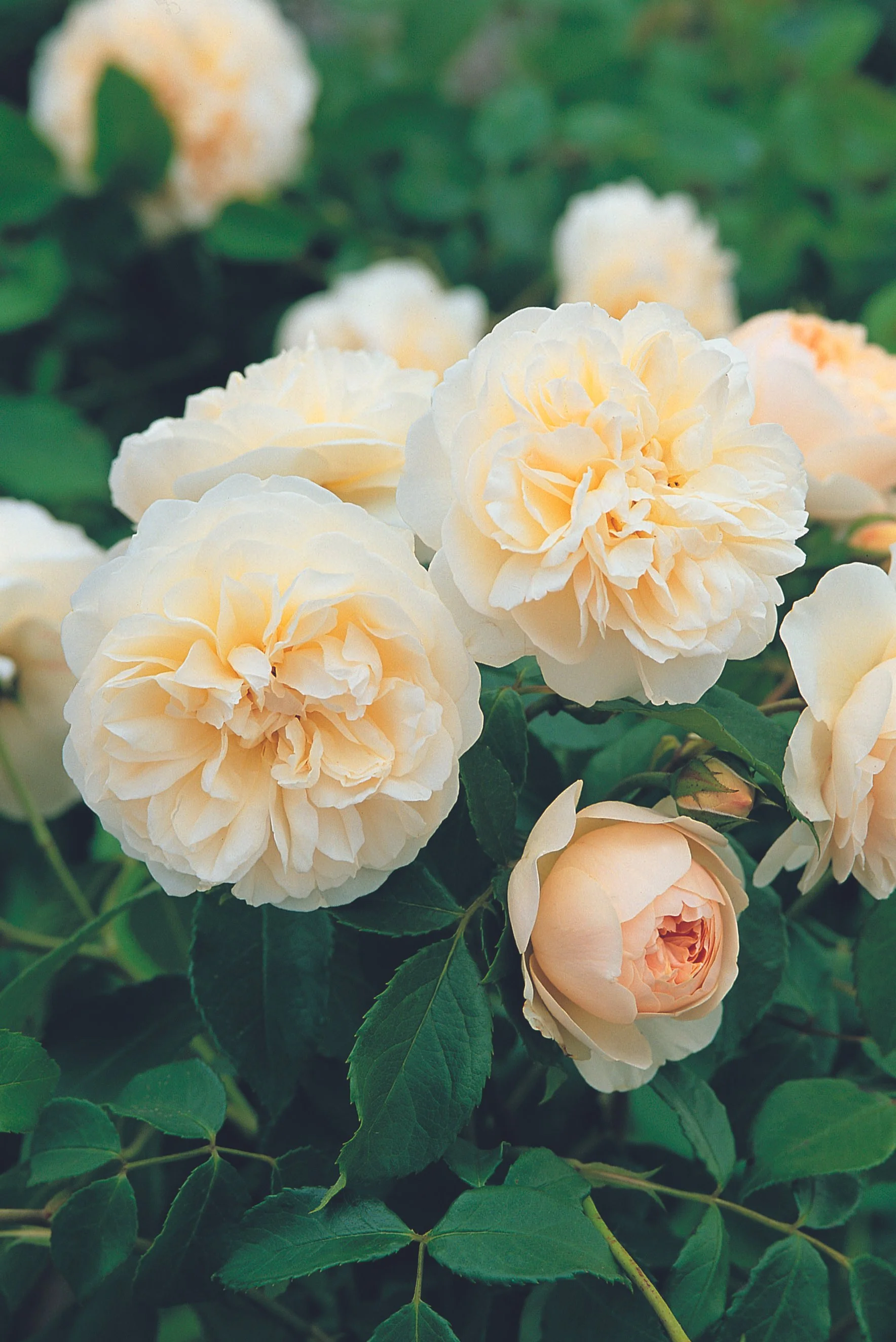 Lichfield Angel 3.jpg