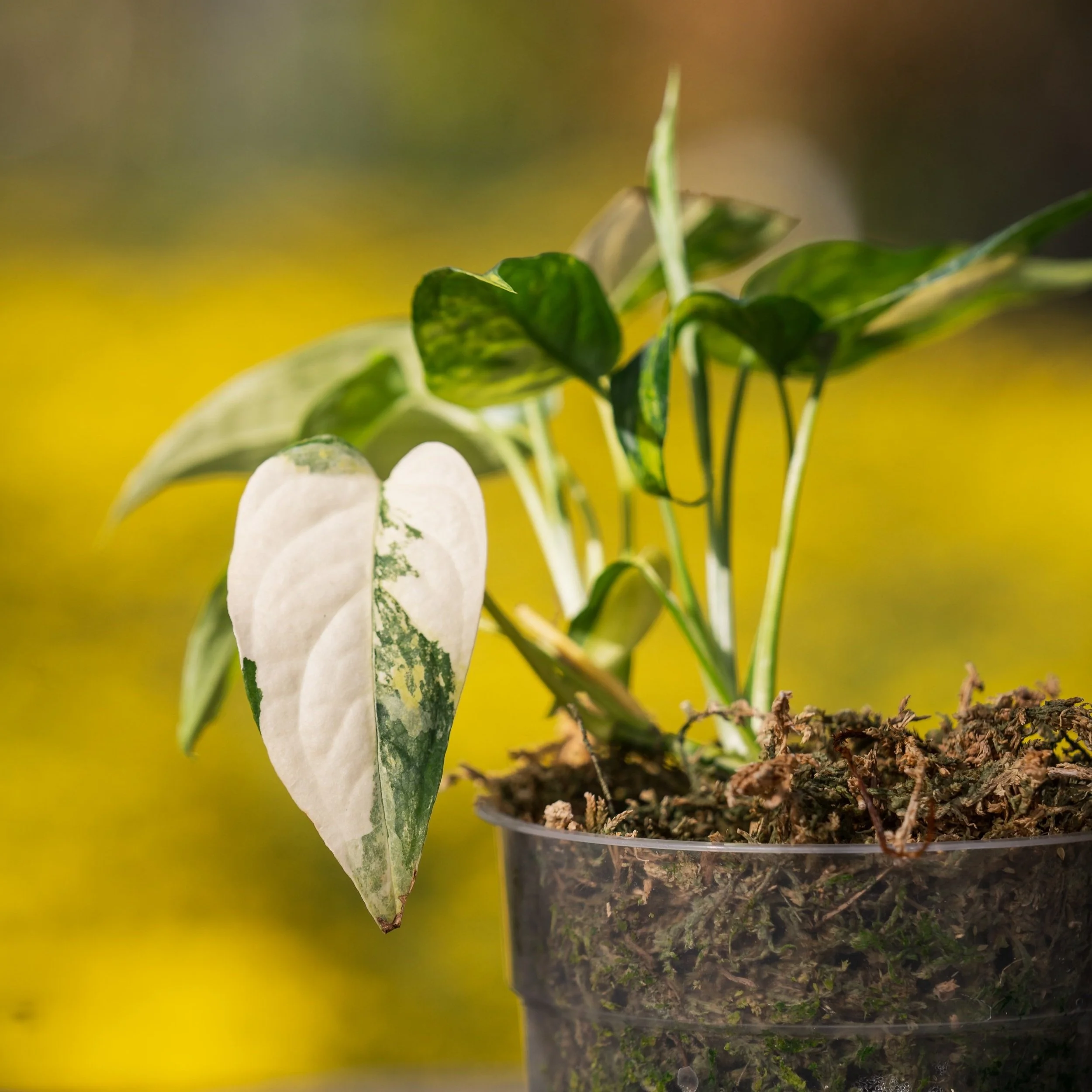 超希少】Monstera Deliciosa yellow Marilyn 【公式通販】