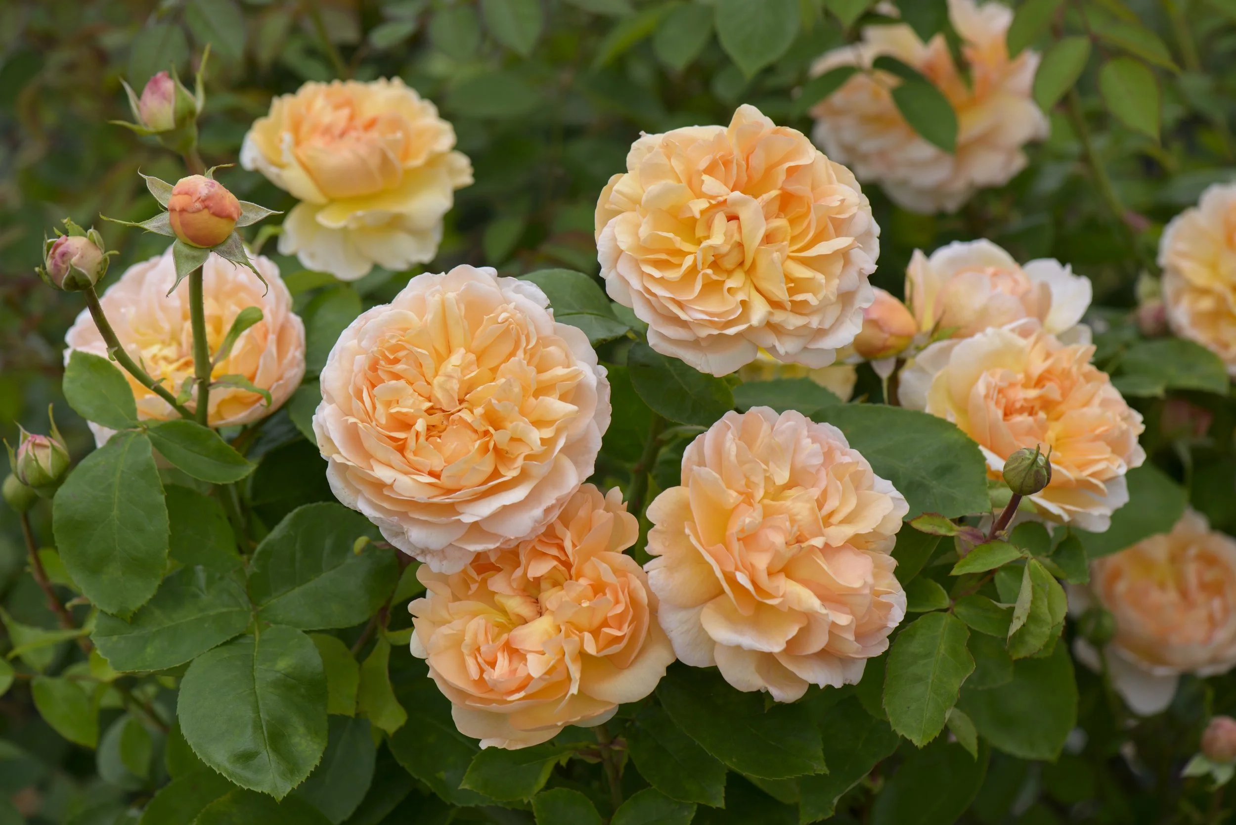 The Lady Gardener 6.jpg