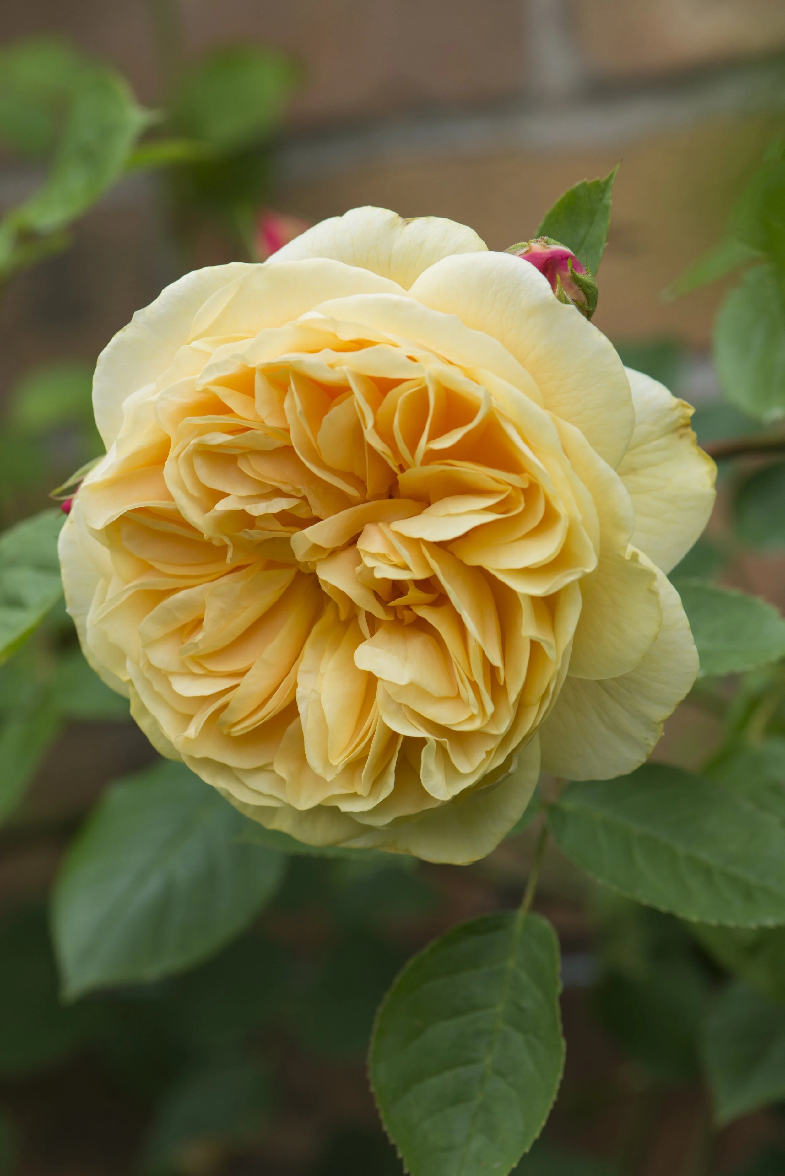 David Austin Rose - 'Teasing Georgia' [Pre-Order]