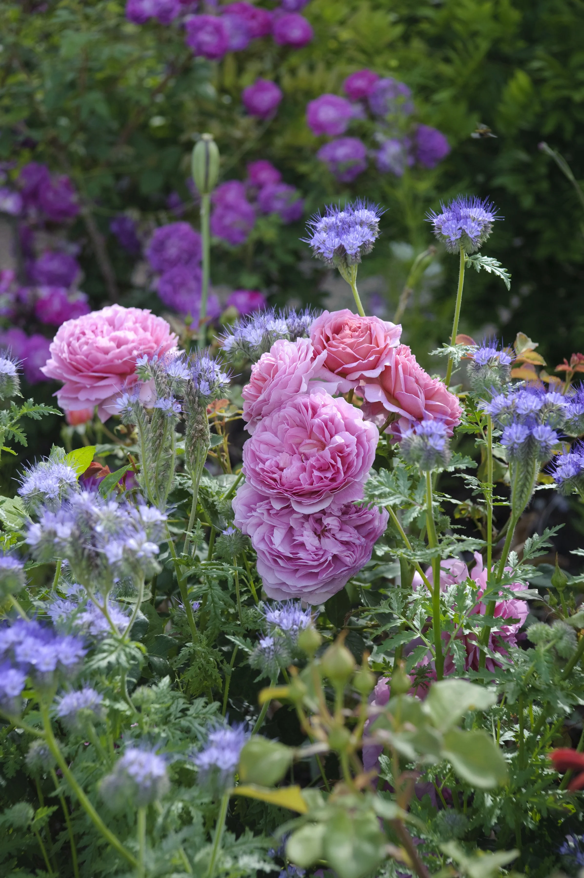 Princess Alexandra of Kent (Ausmerchant) 2.jpg
