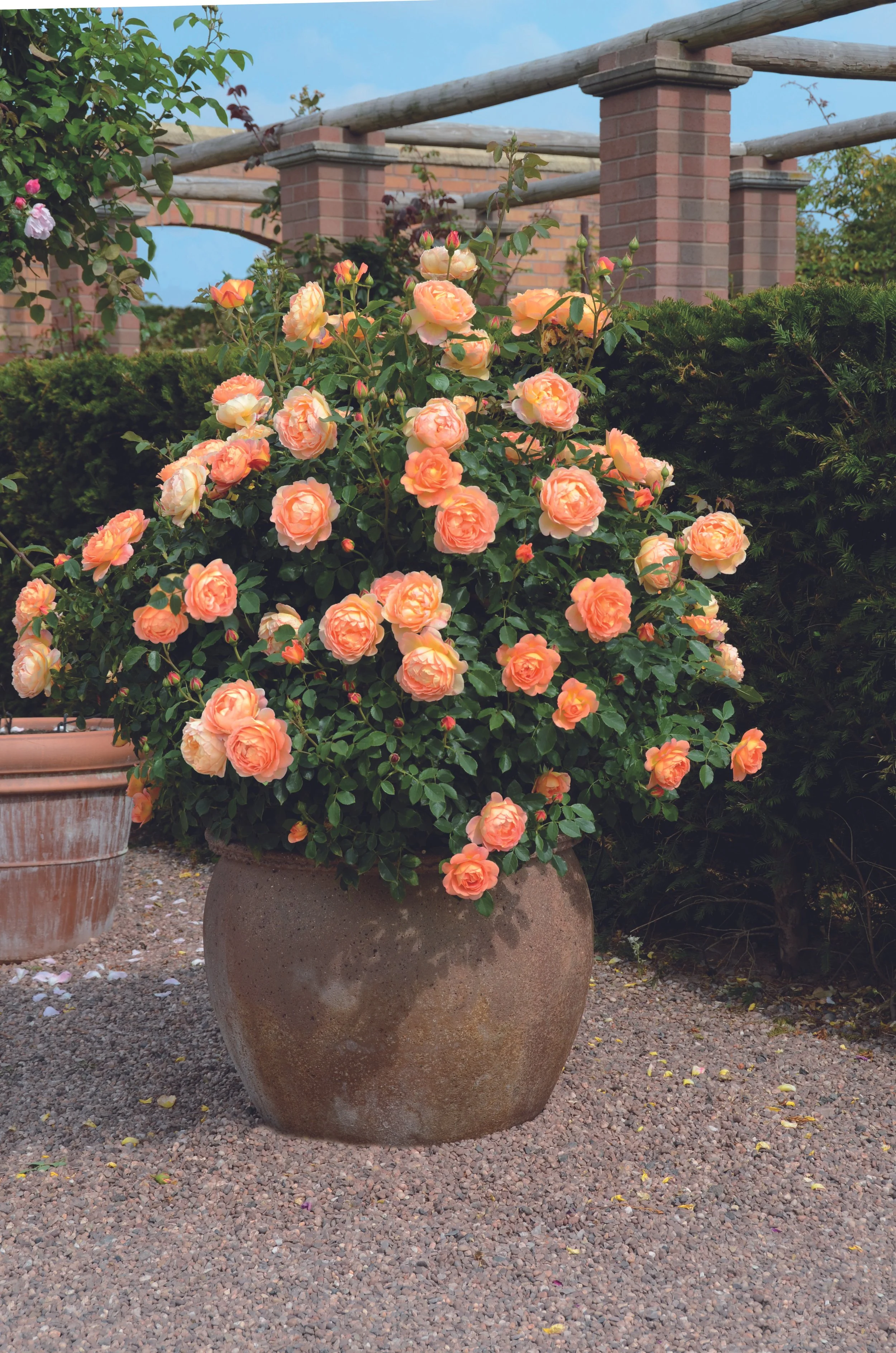 Lady of Shalott 2.jpg