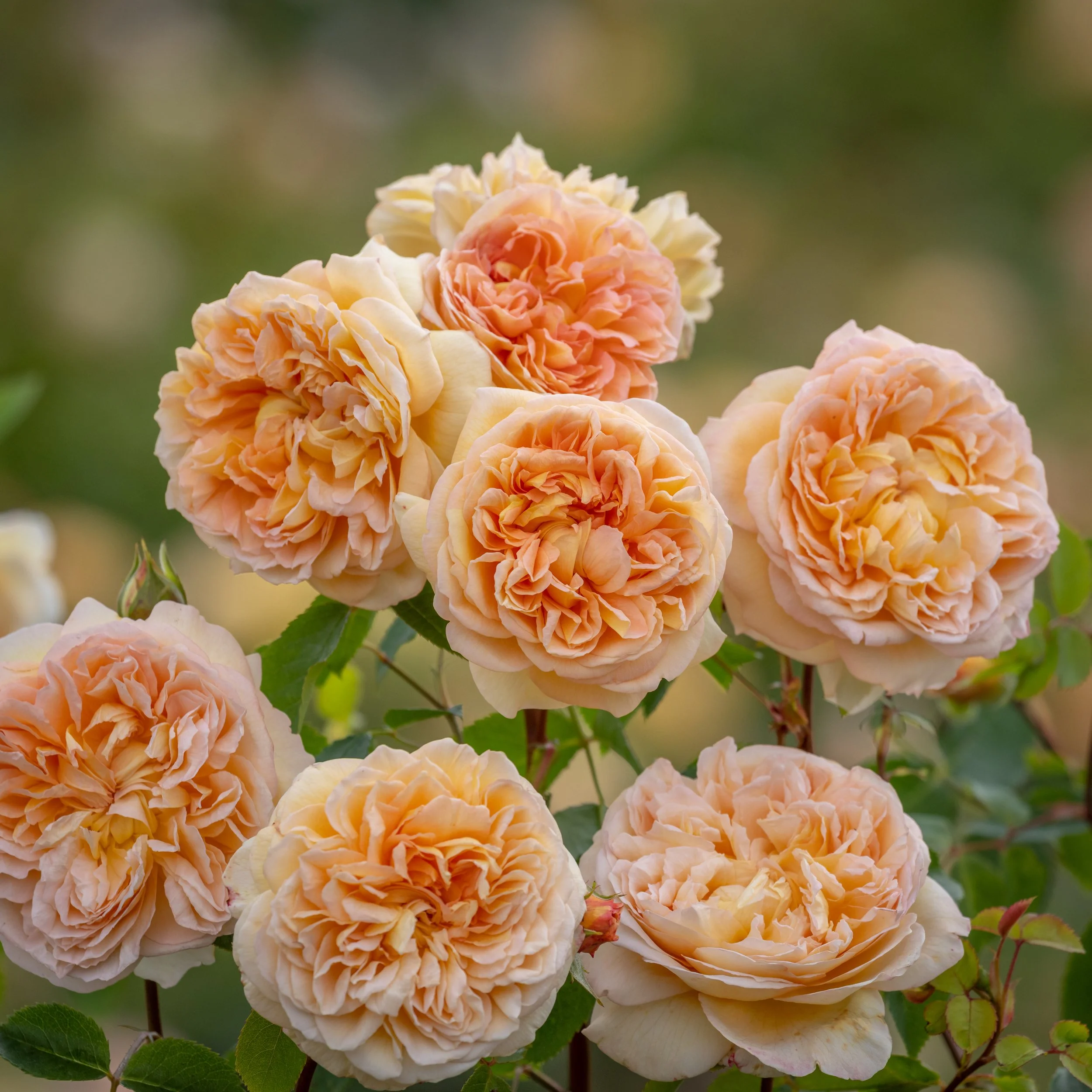 David Austin Rose - 'Bathsheba' [Pre-Order]