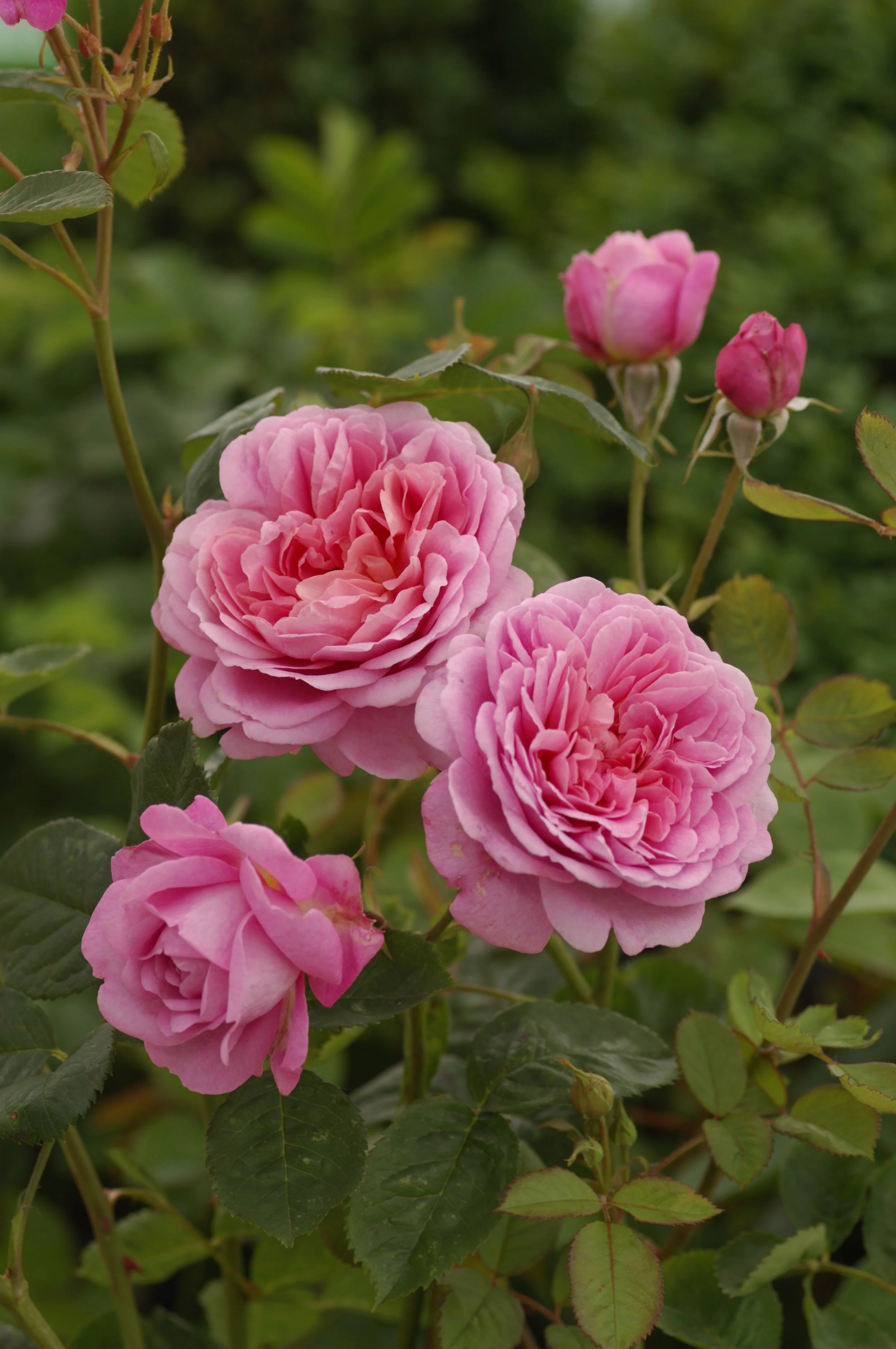 David Austin Rose - 'Princess Alexandra of Kent' [Pre-Order]