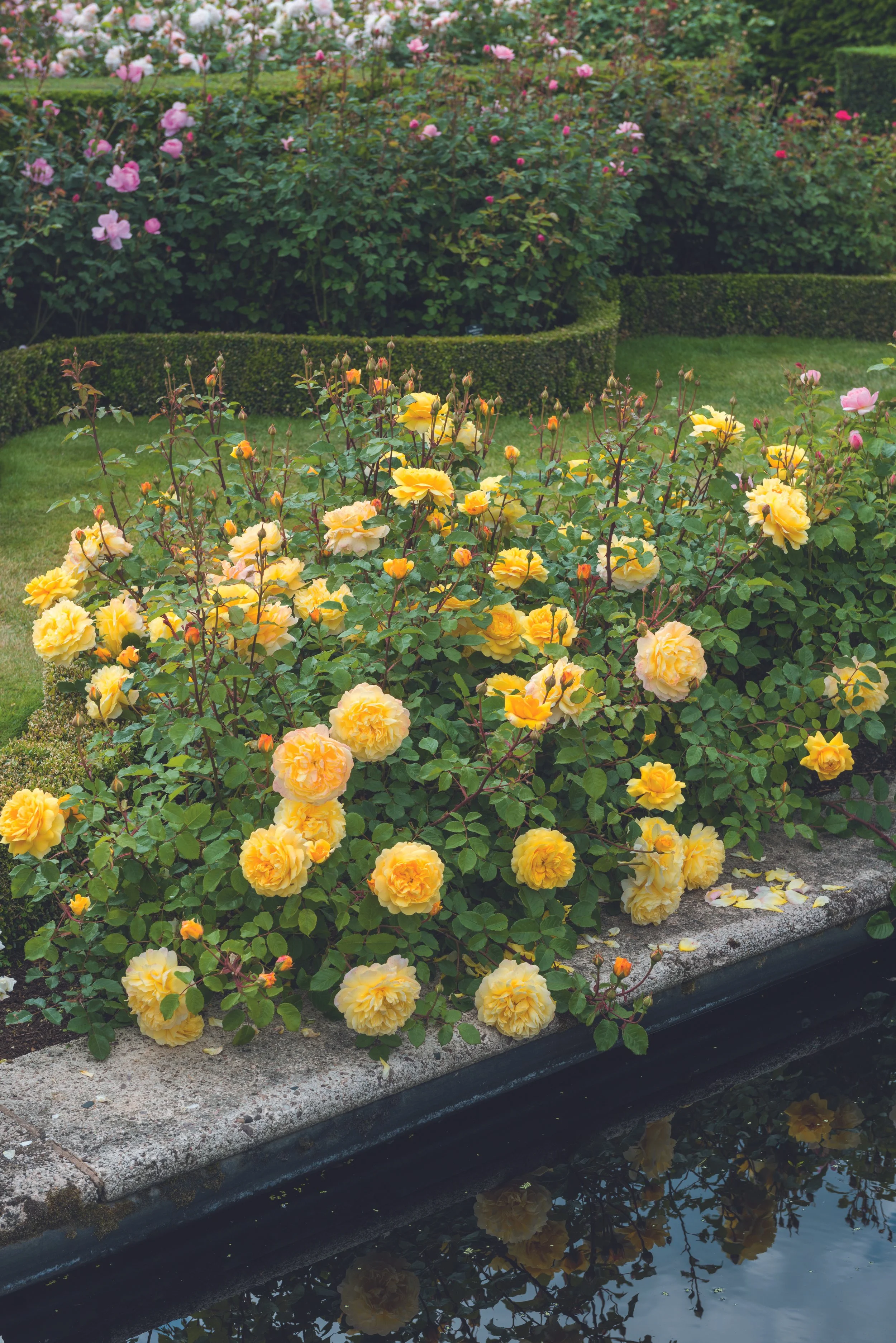 The Poets Wife 11.jpg