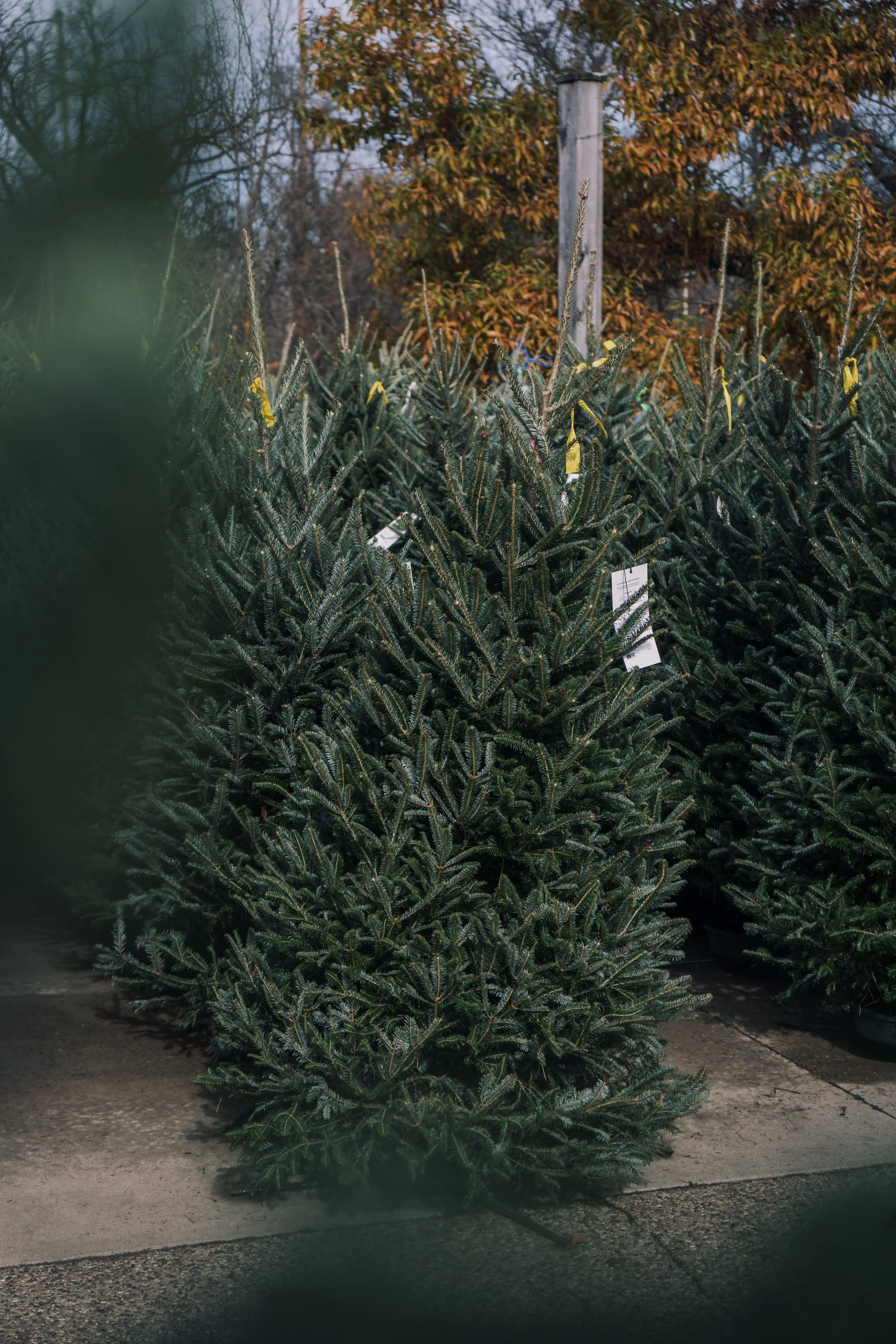 Fraser Fir 12.jpg