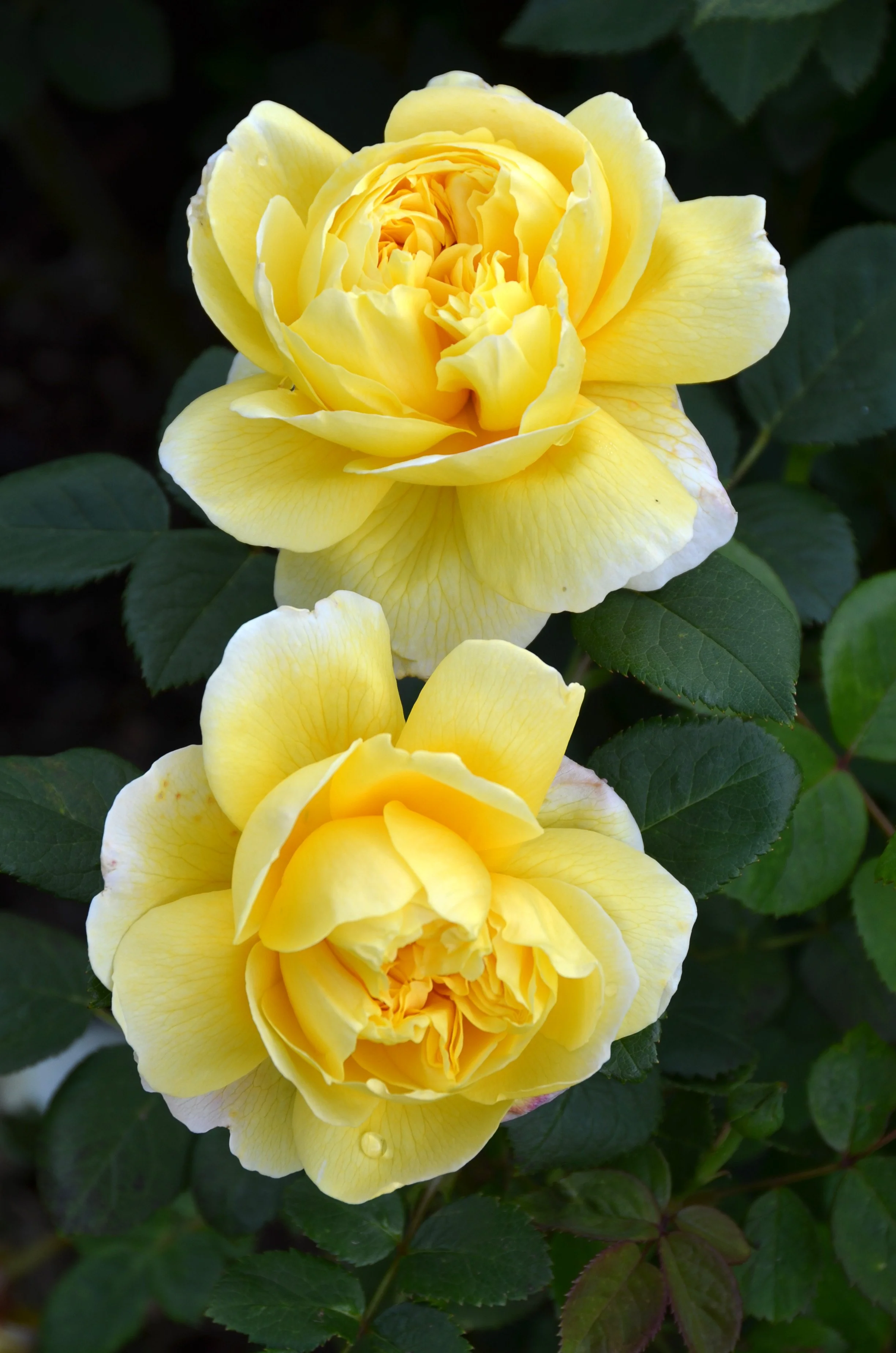 Charles Darwin 1.JPG