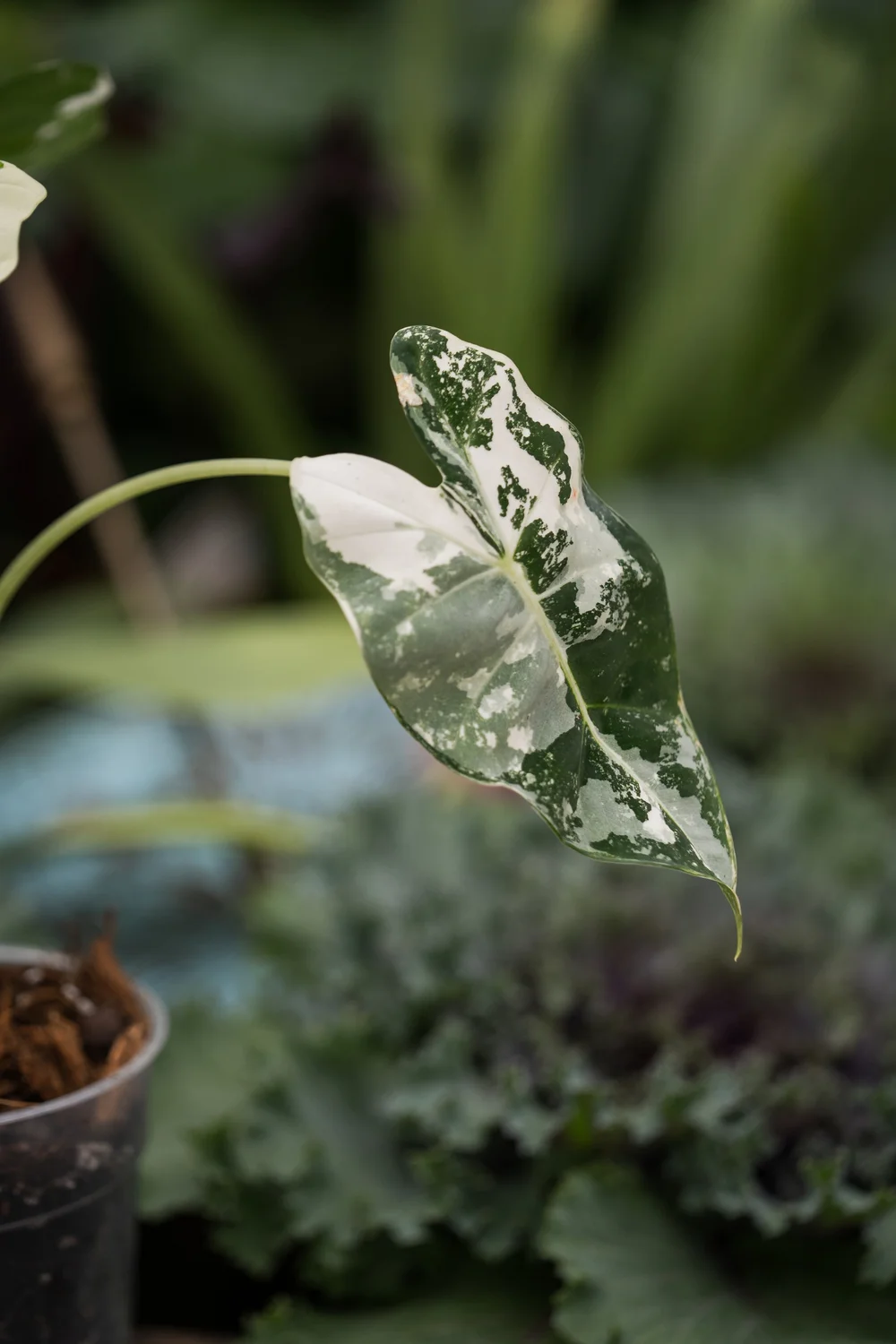 #81 4" variegated alocasia frydek (Regular)