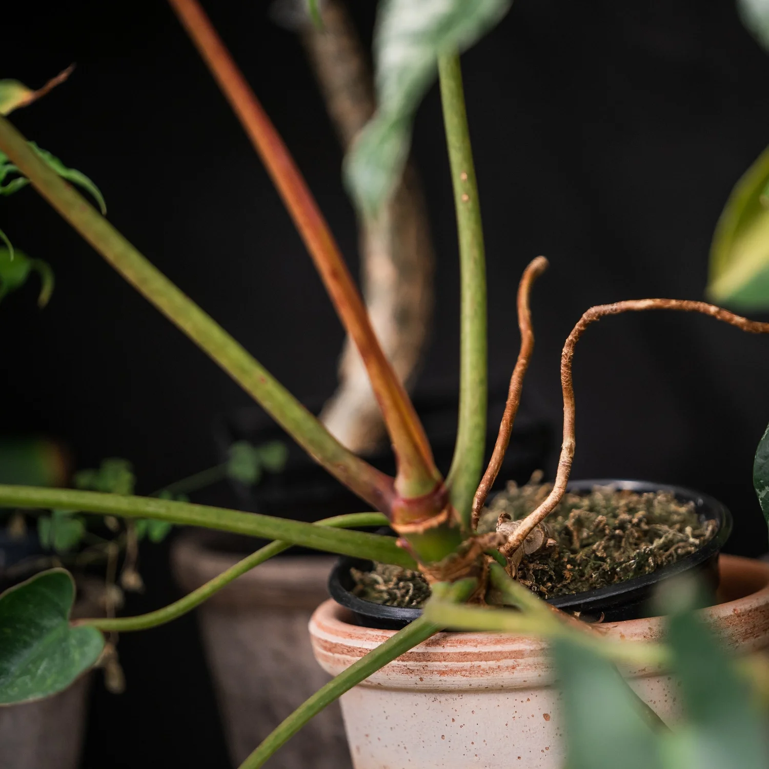 Philodendron Spiritus Sancti  Wilson Plant Co