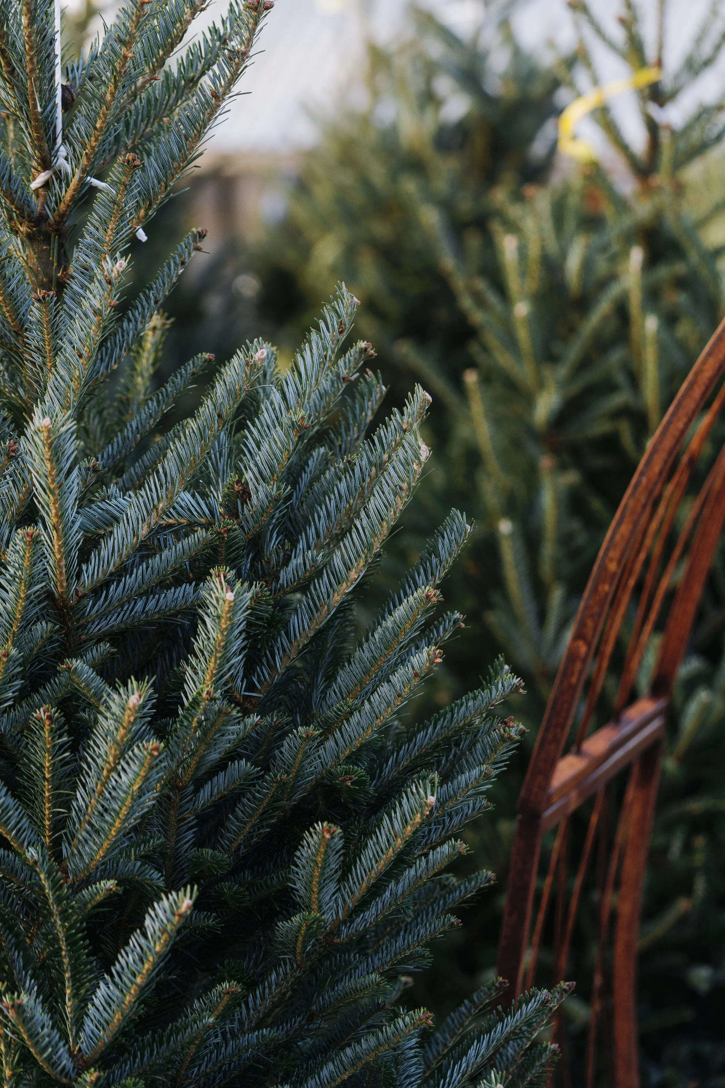 Christmas Tree Day 2023 - Fraser Firs 3.jpg