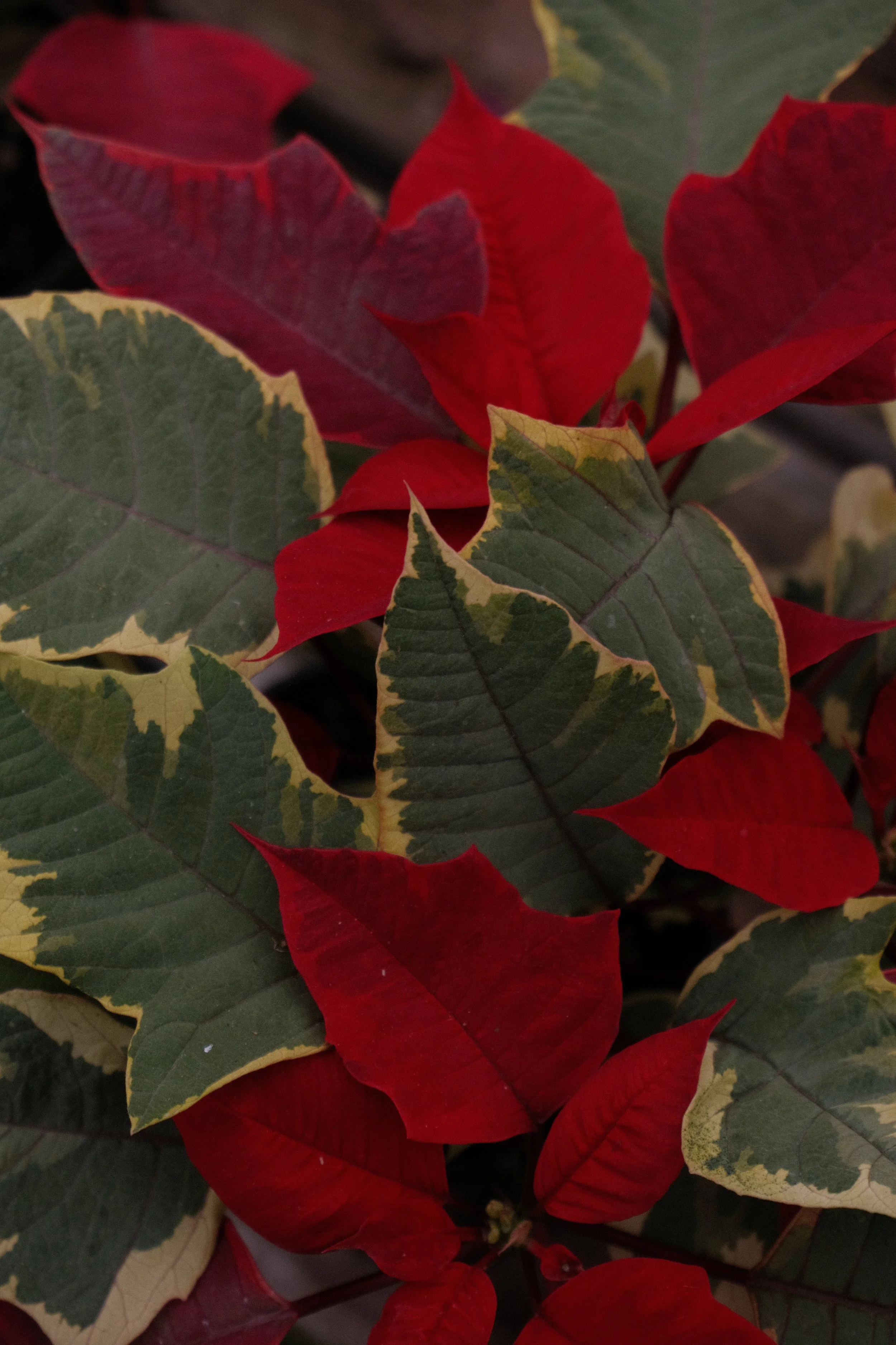 Poinsettia - Tapestry.JPG