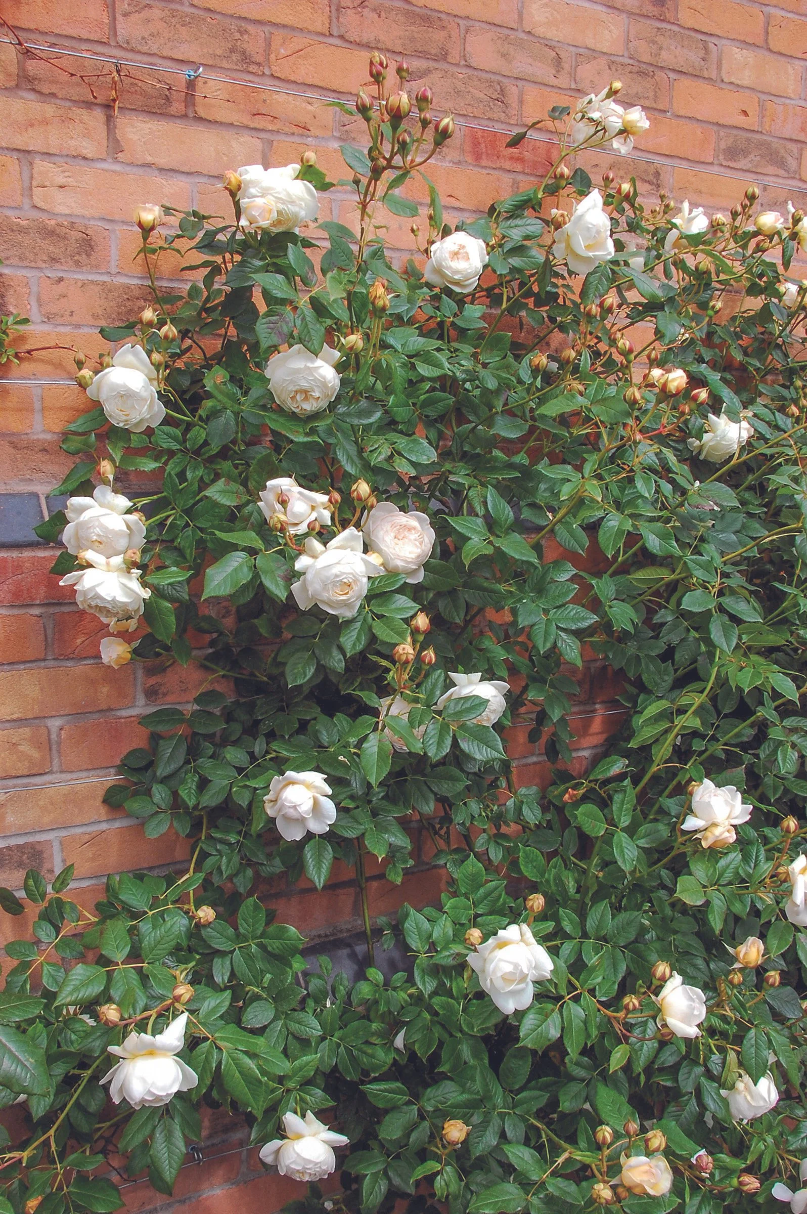 Claire Austin (Ausprior) Climbing.jpg