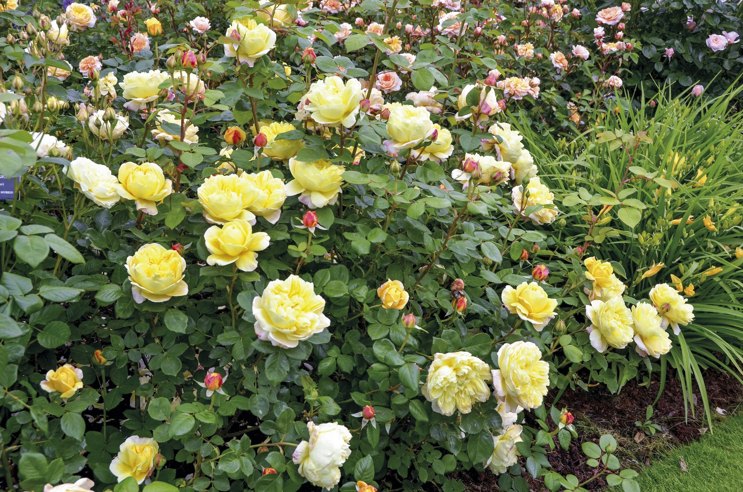 Charles Darwin 2.jpg