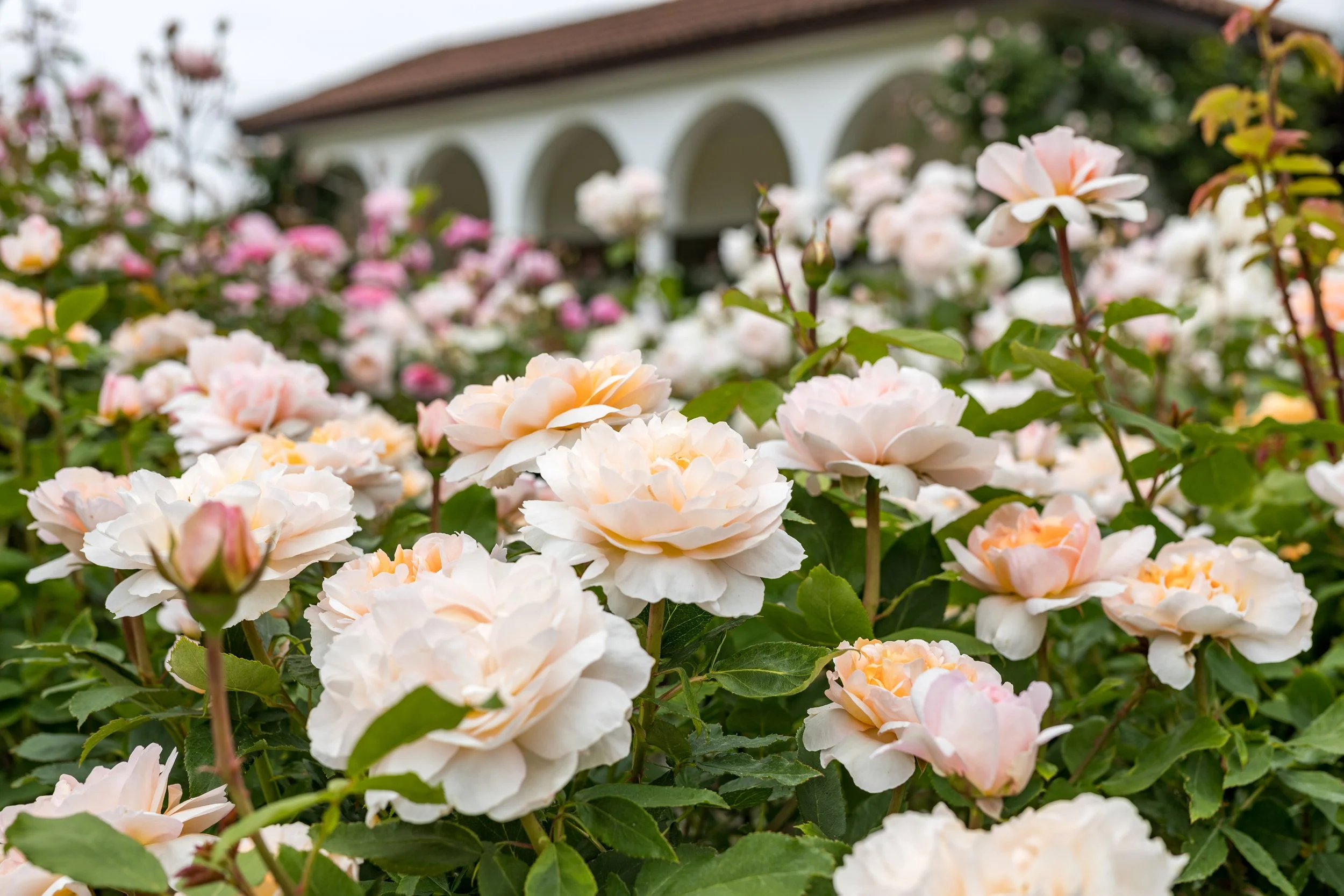 The Lady Gardener 7.jpg